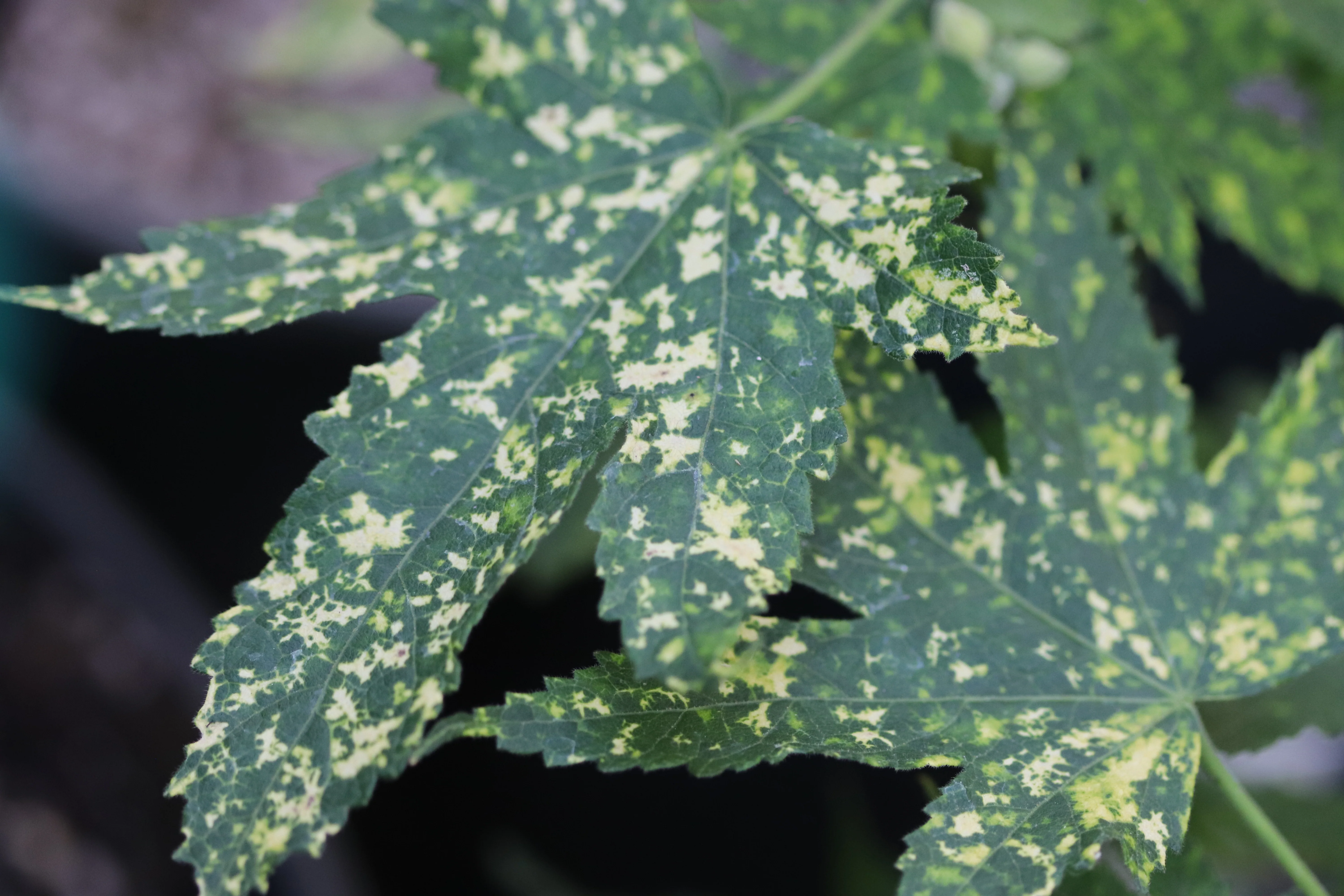 *RETAIL - Abutilon 'Bill's Variegated Salmon