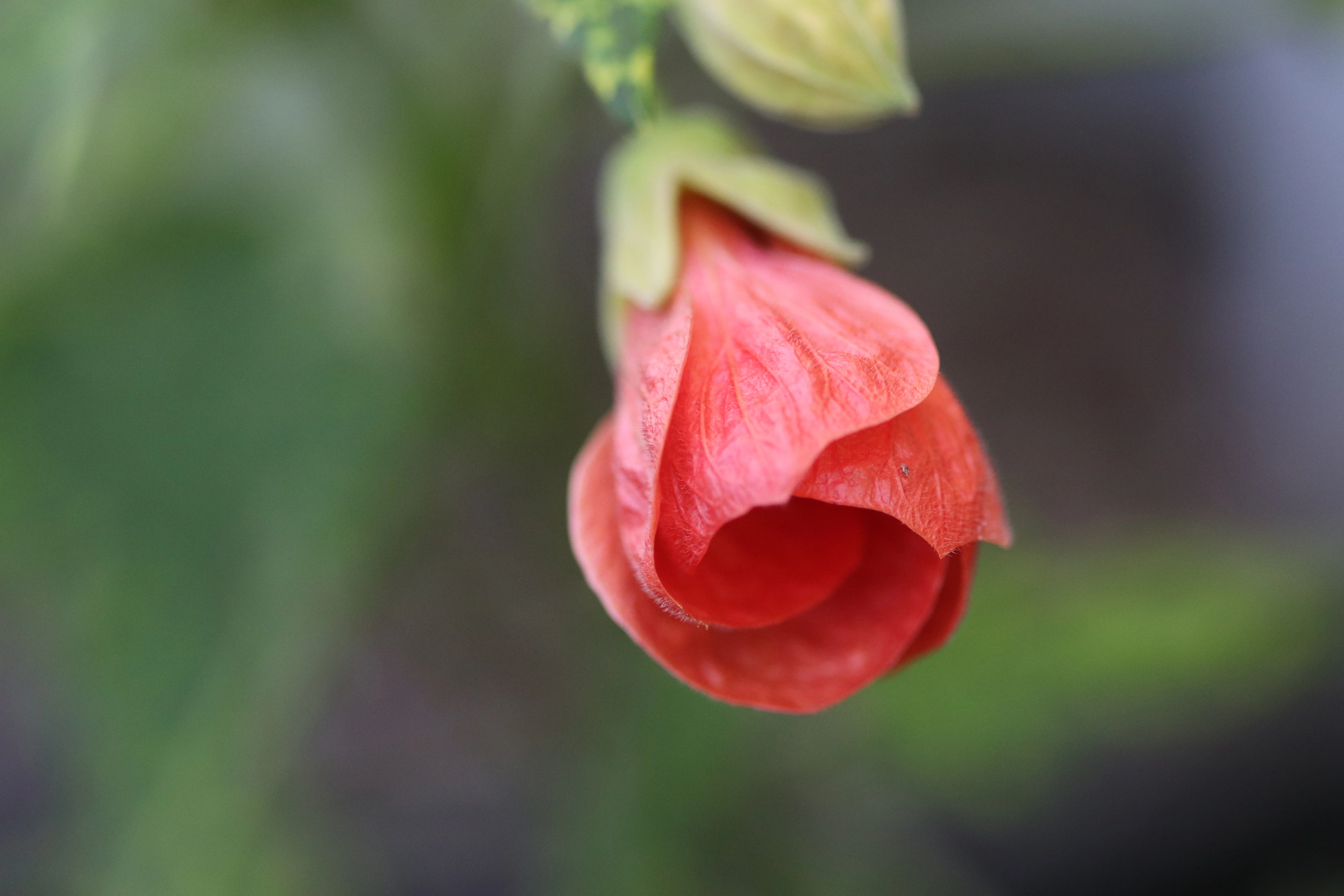 *RETAIL - Abutilon 'Bill's Variegated Salmon - Image 2