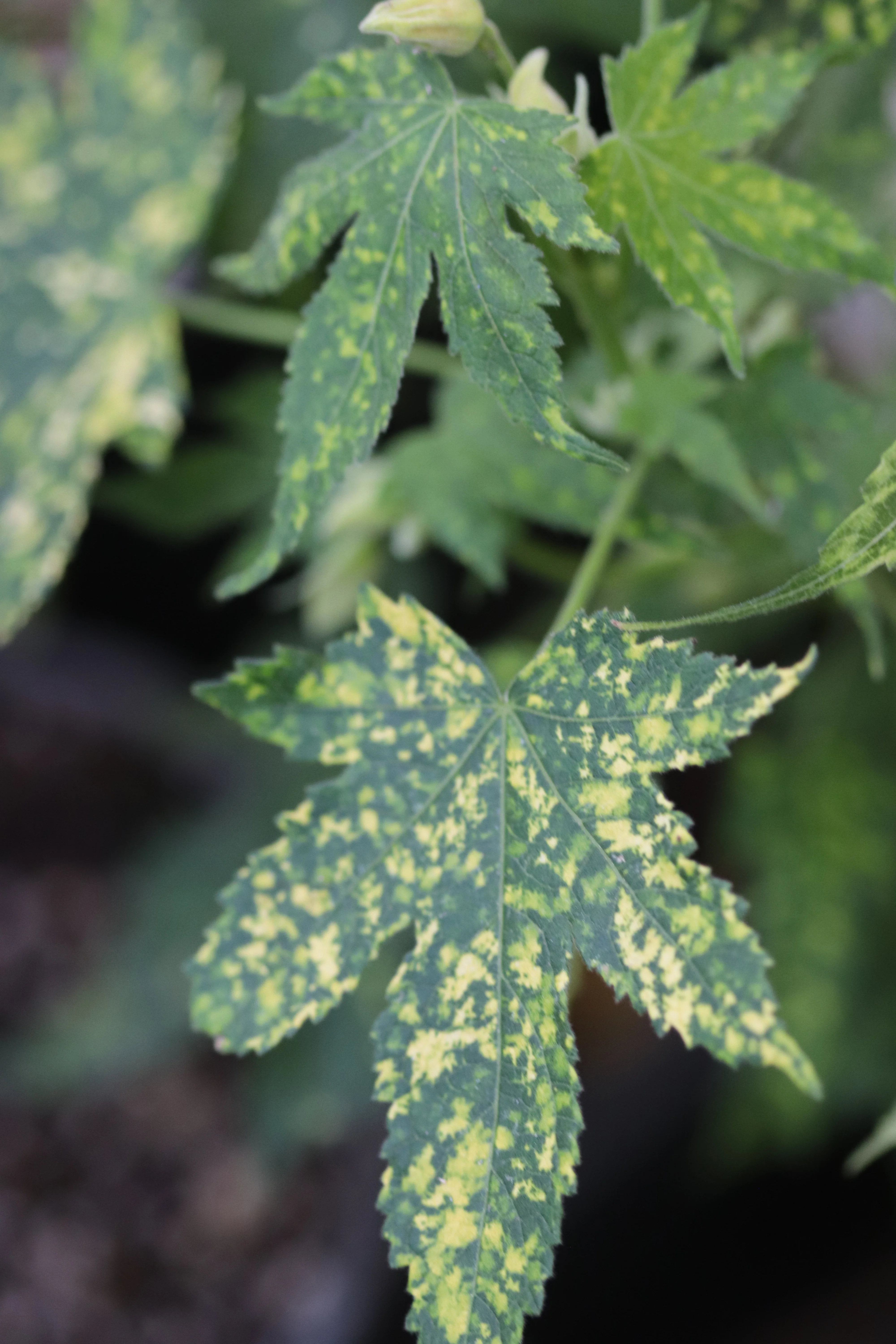 *RETAIL - Abutilon 'Bill's Variegated Salmon - Image 3