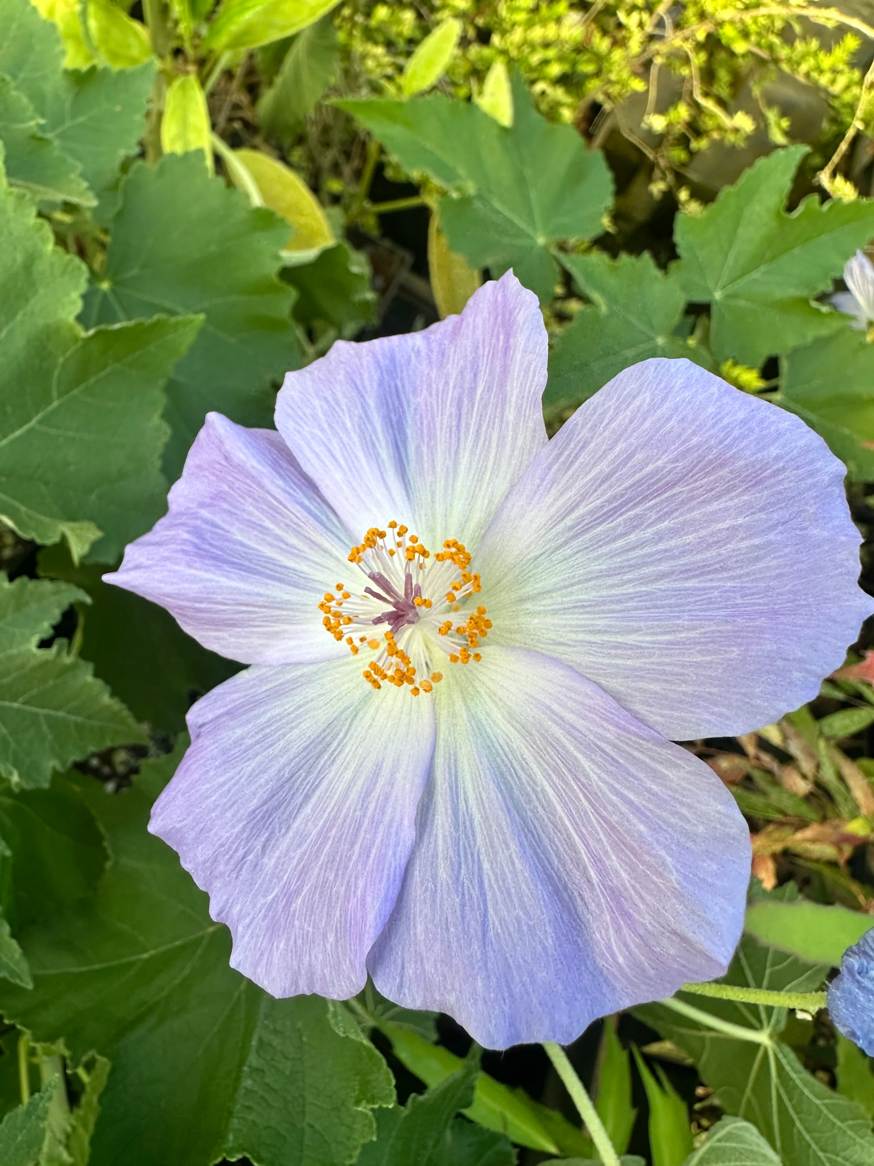 Abutilon vitifolium 'Veronica Tennant'