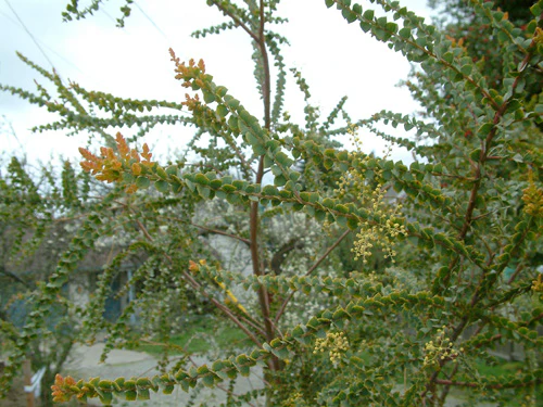 Acacia pravissima - Image 2