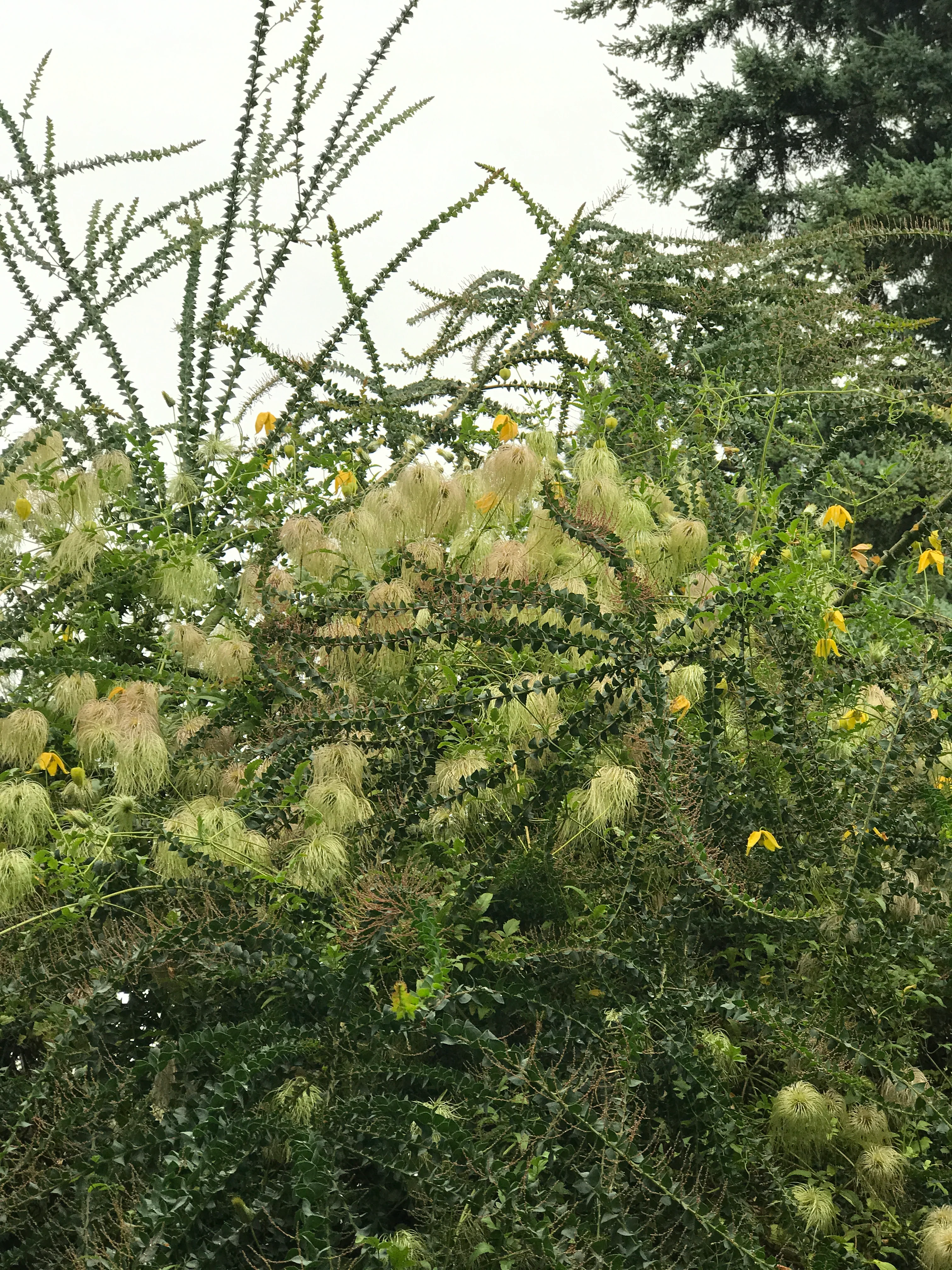 Acacia pravissima - Image 3