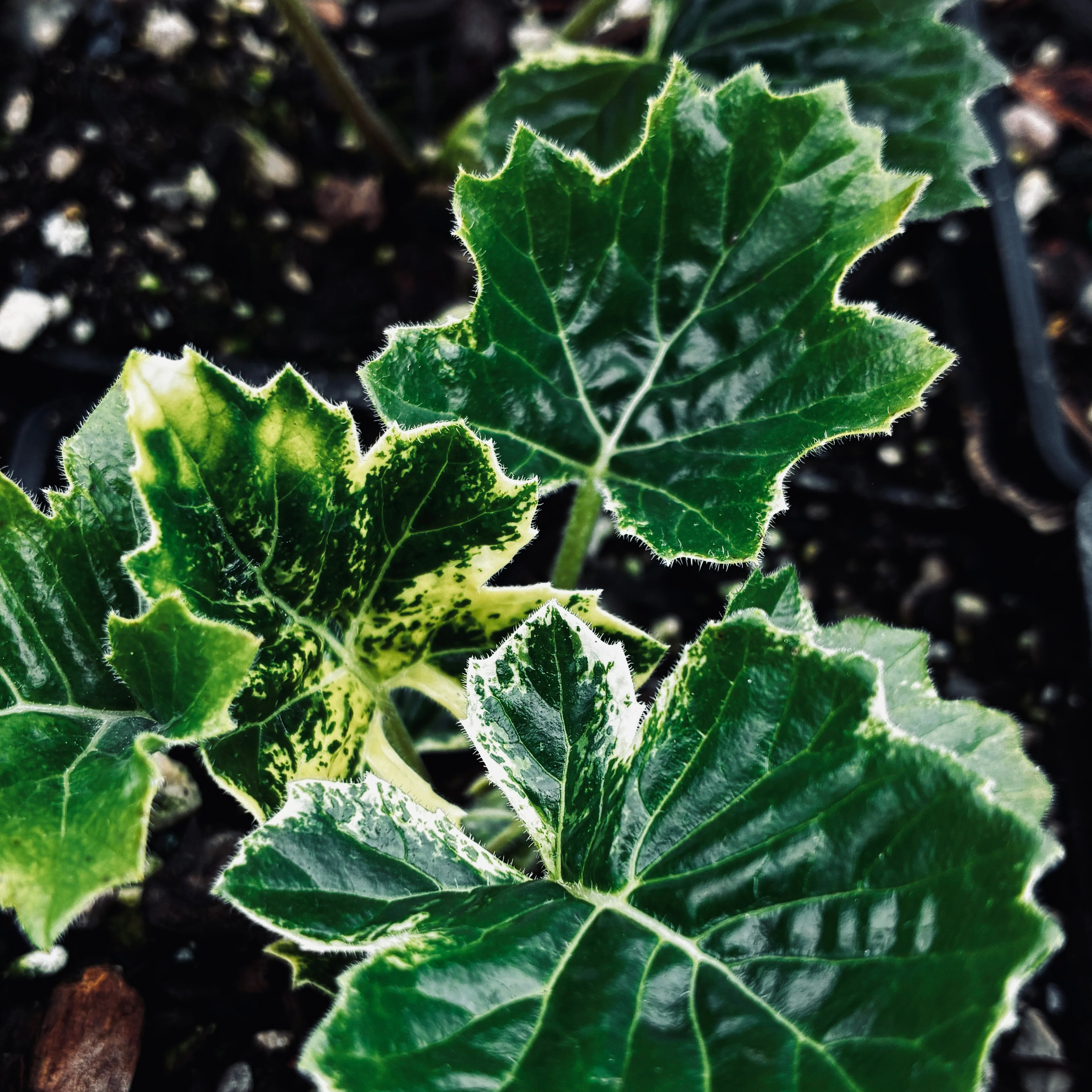 Acanthus 'Whitewater' PP23342 - Image 3