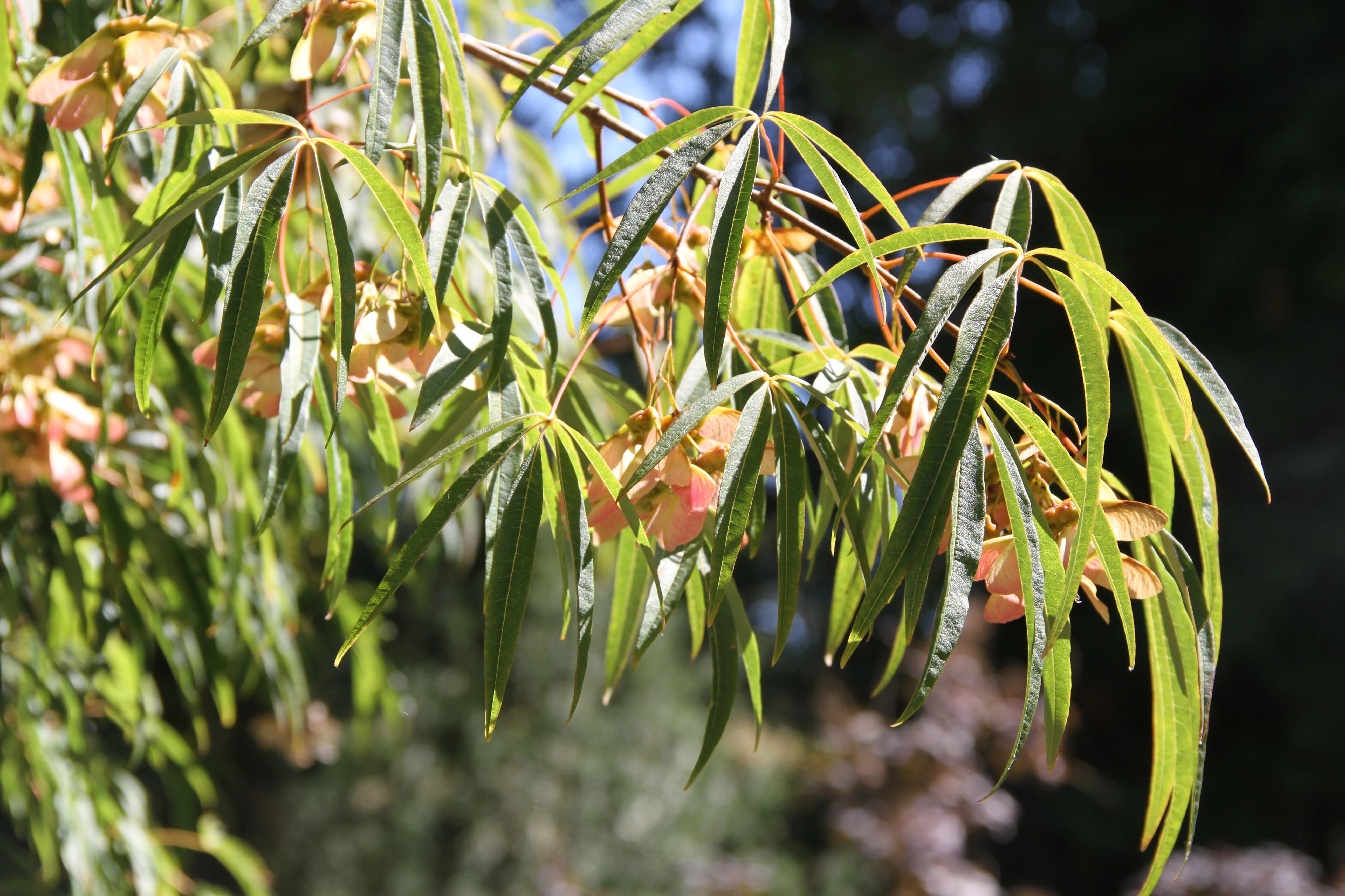 Acer pentaphyllum - MO or retail?