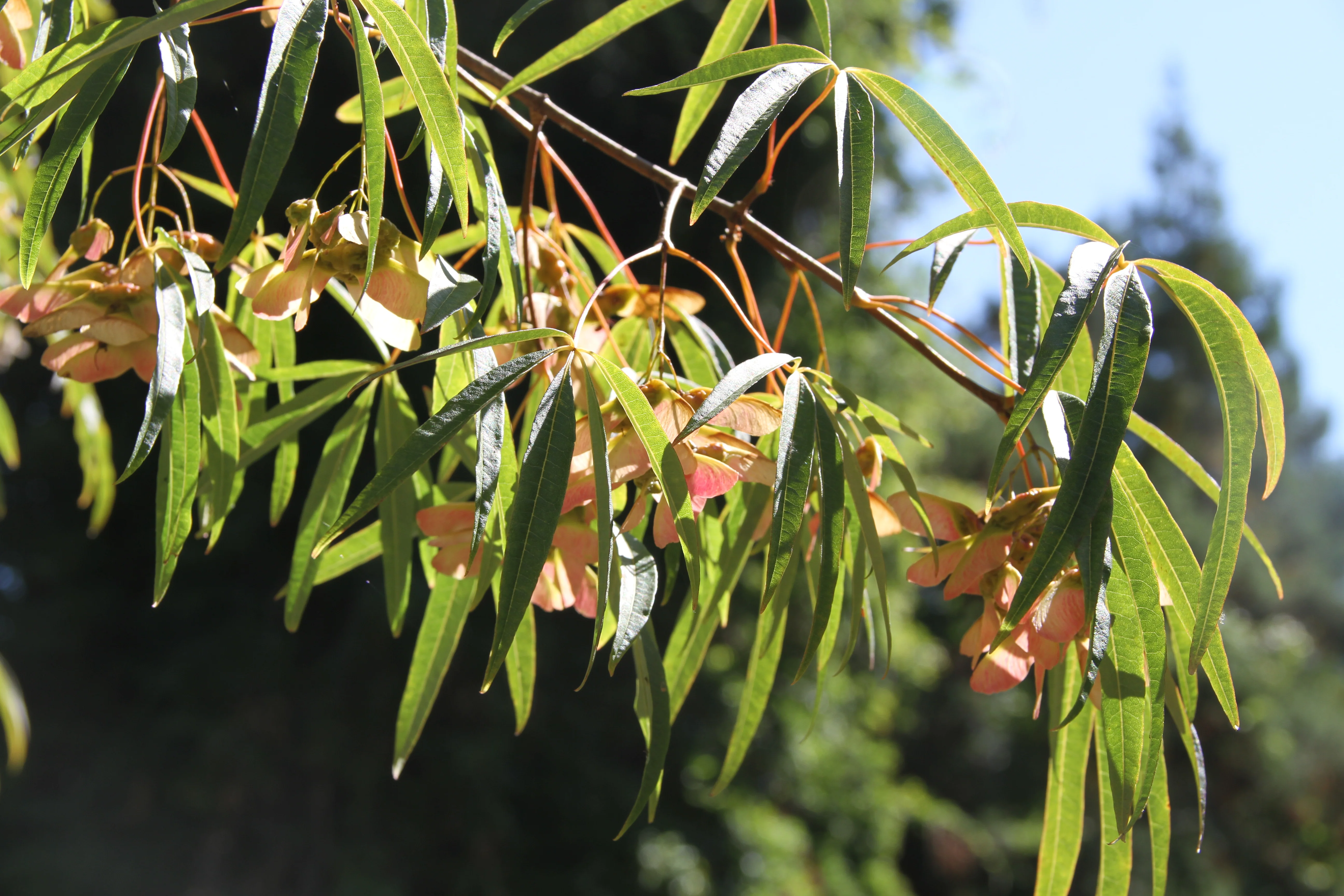 Acer pentaphyllum - MO or retail? - Image 2