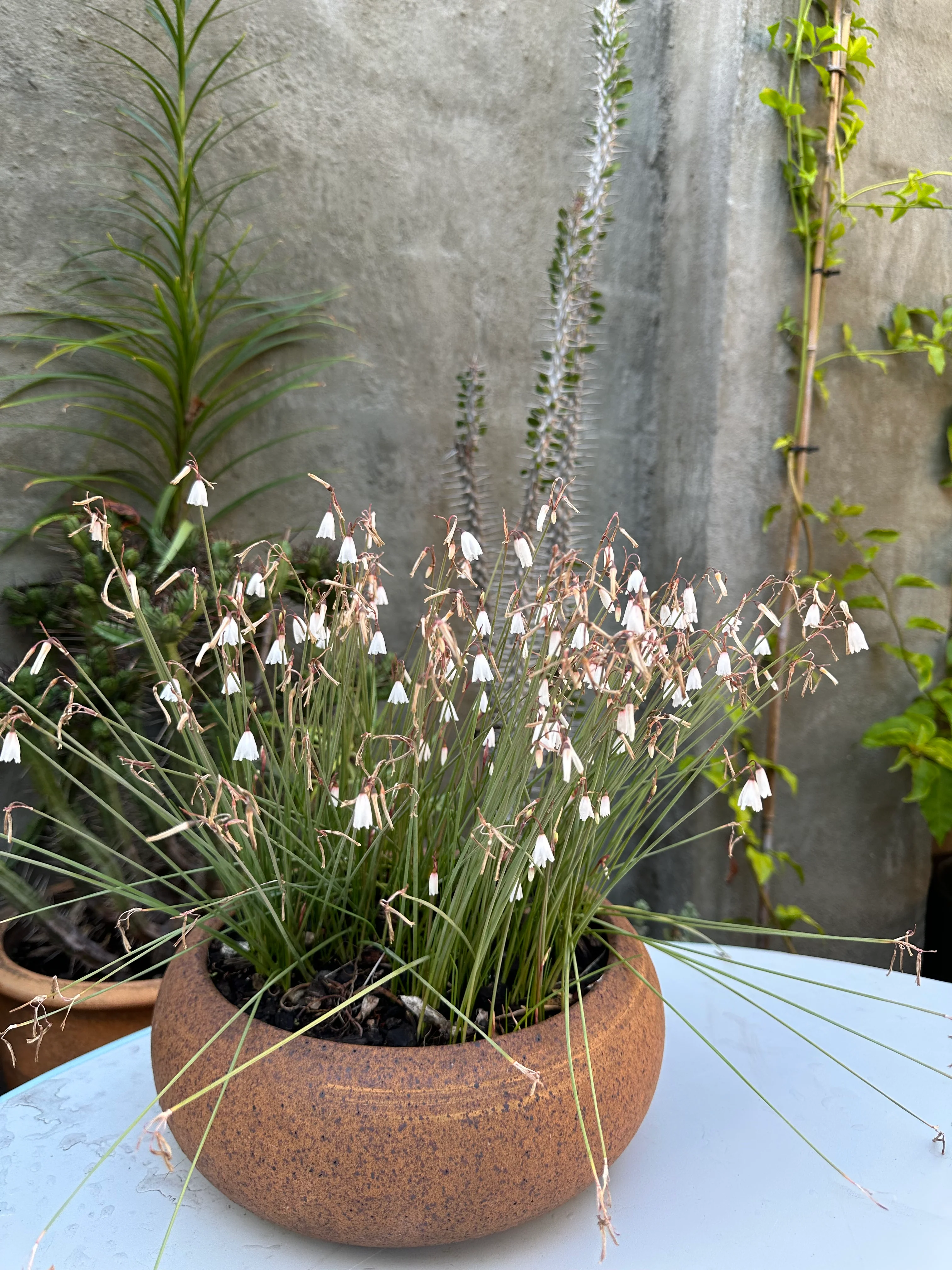 Acis autumnalis - Image 2