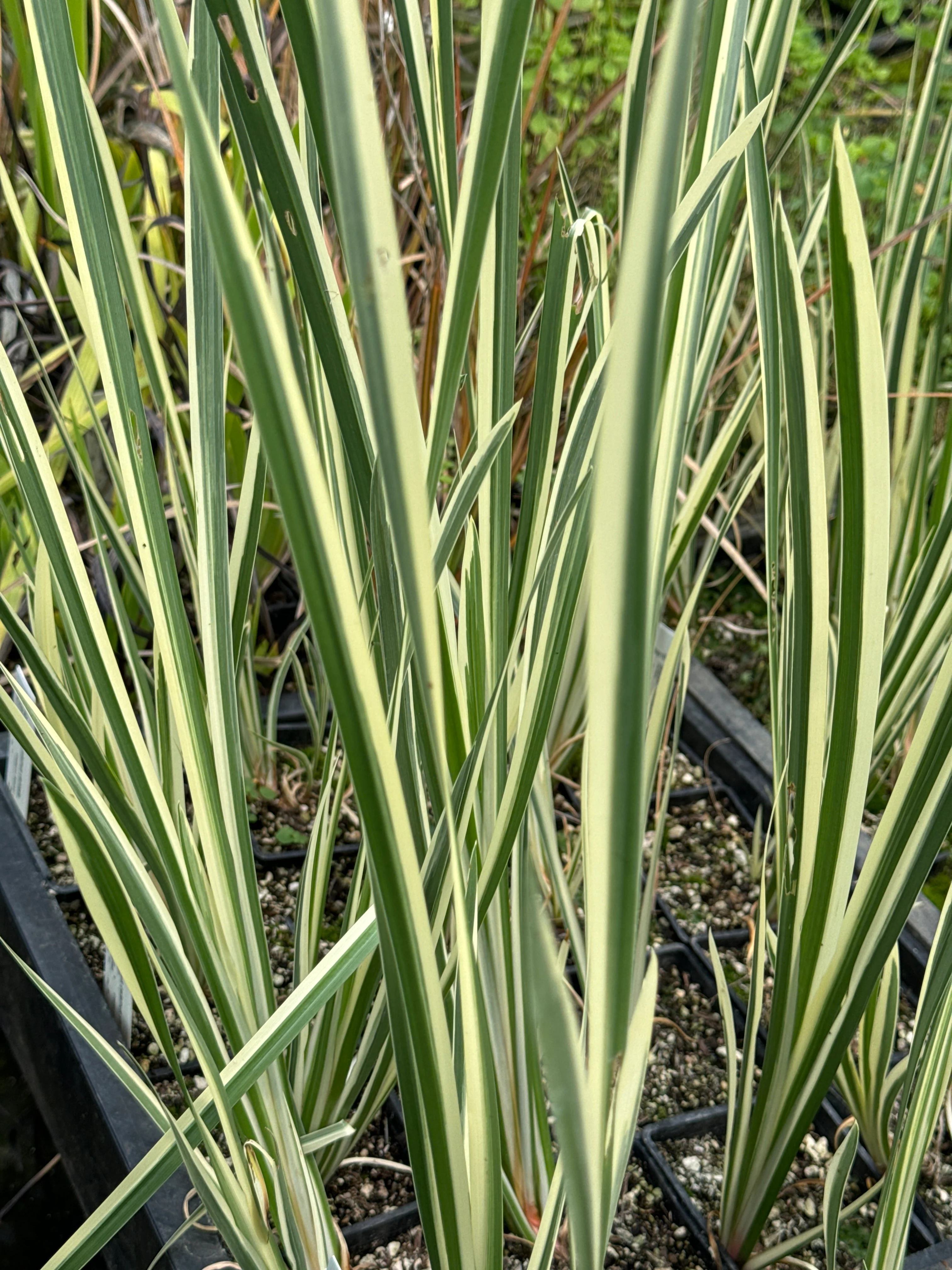 Acorus calamus 'Variegatus' - Image 2