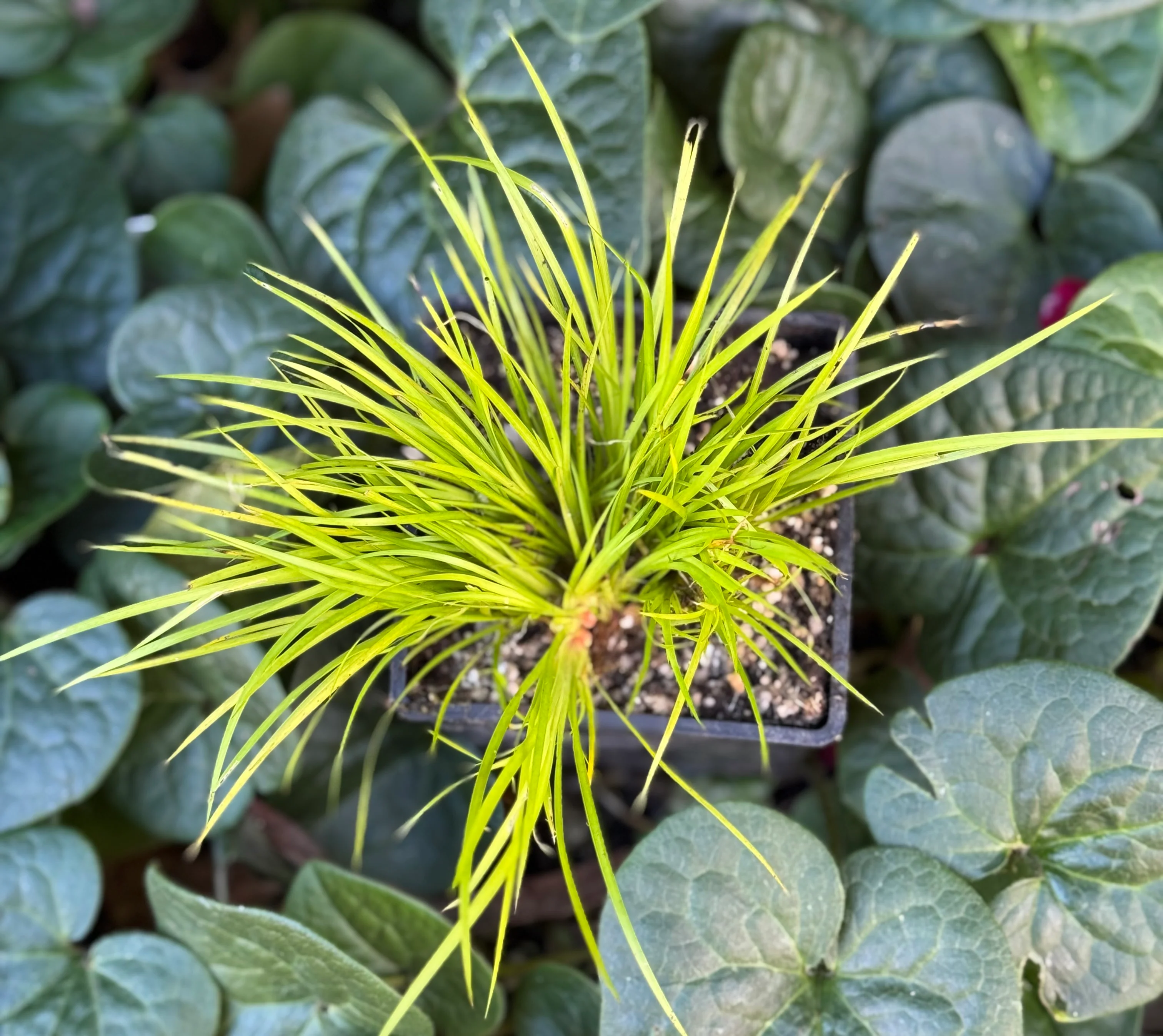 Acorus gramineus 'Minimus Aureus'