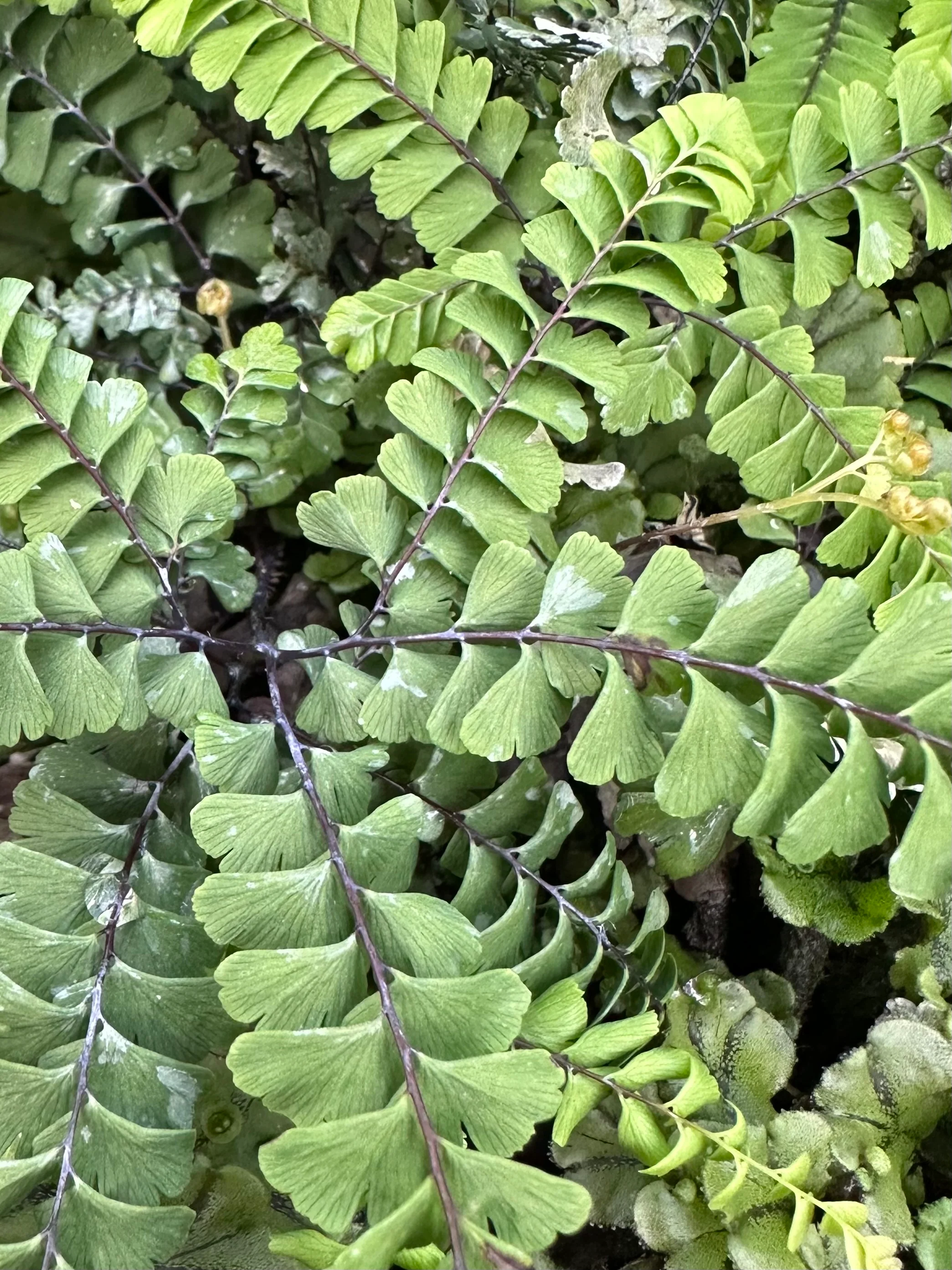Adiantum aleuticum var. subpumilum