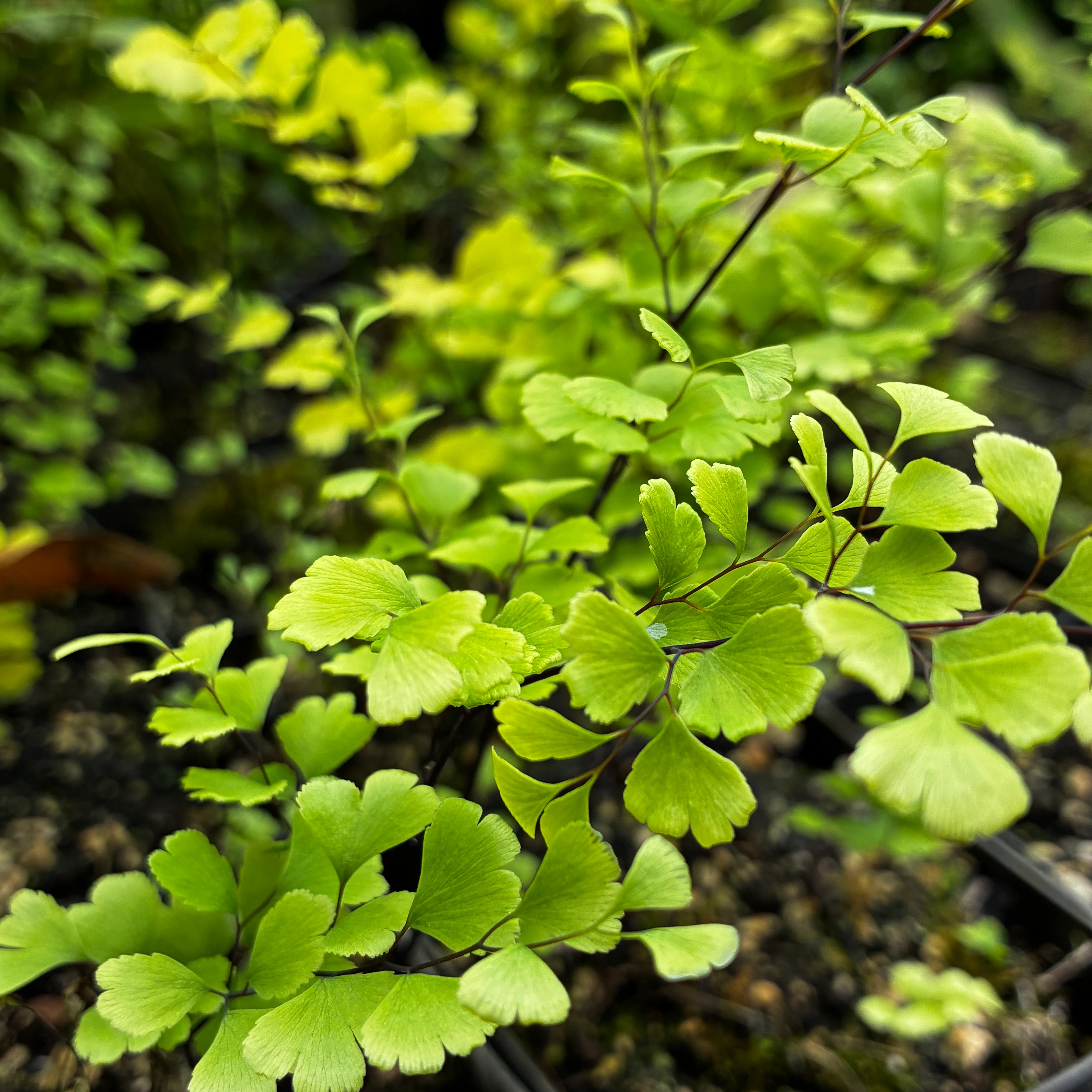 Adiantum 'Golden Michael' - Image 2