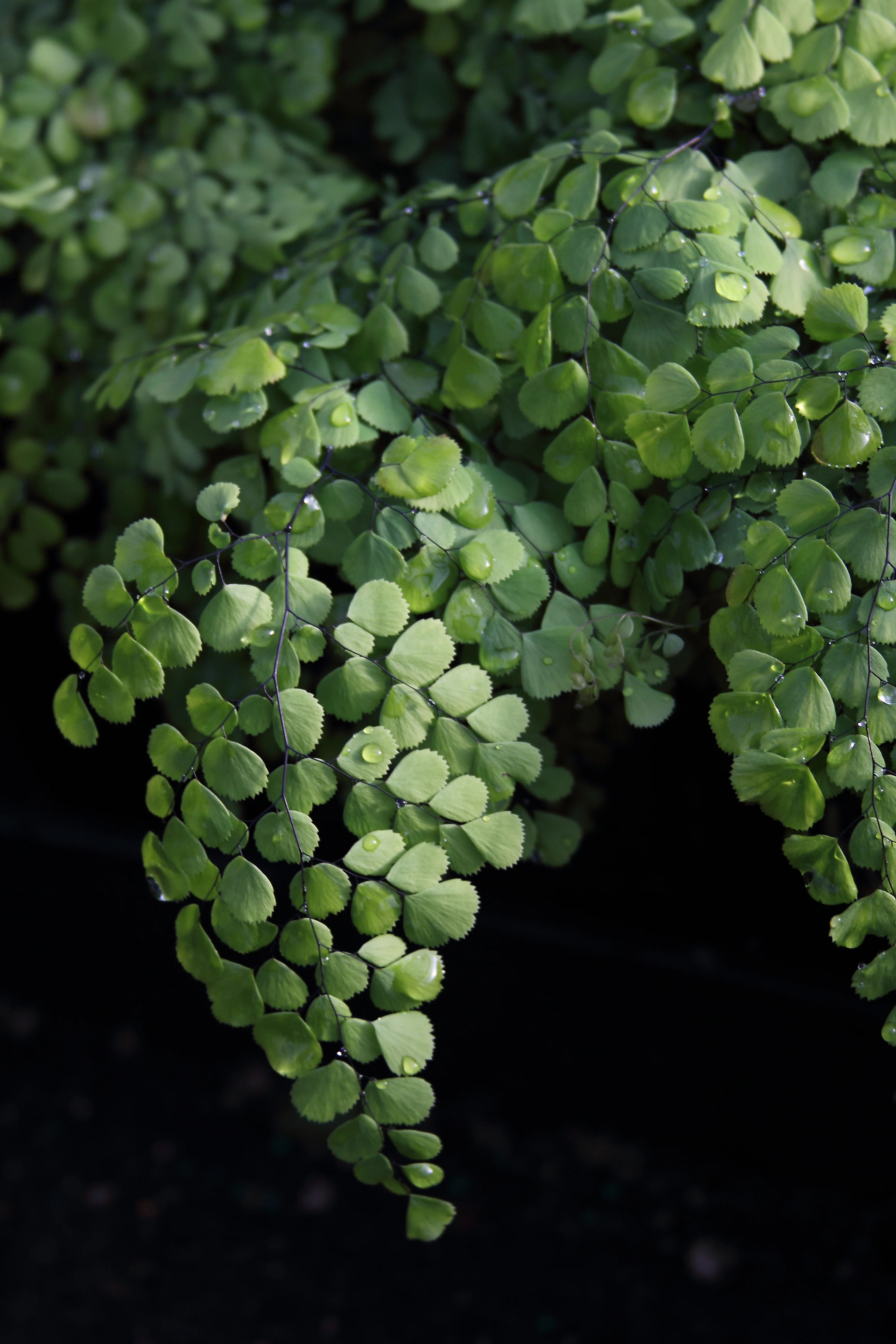 Adiantum venustum - Image 2