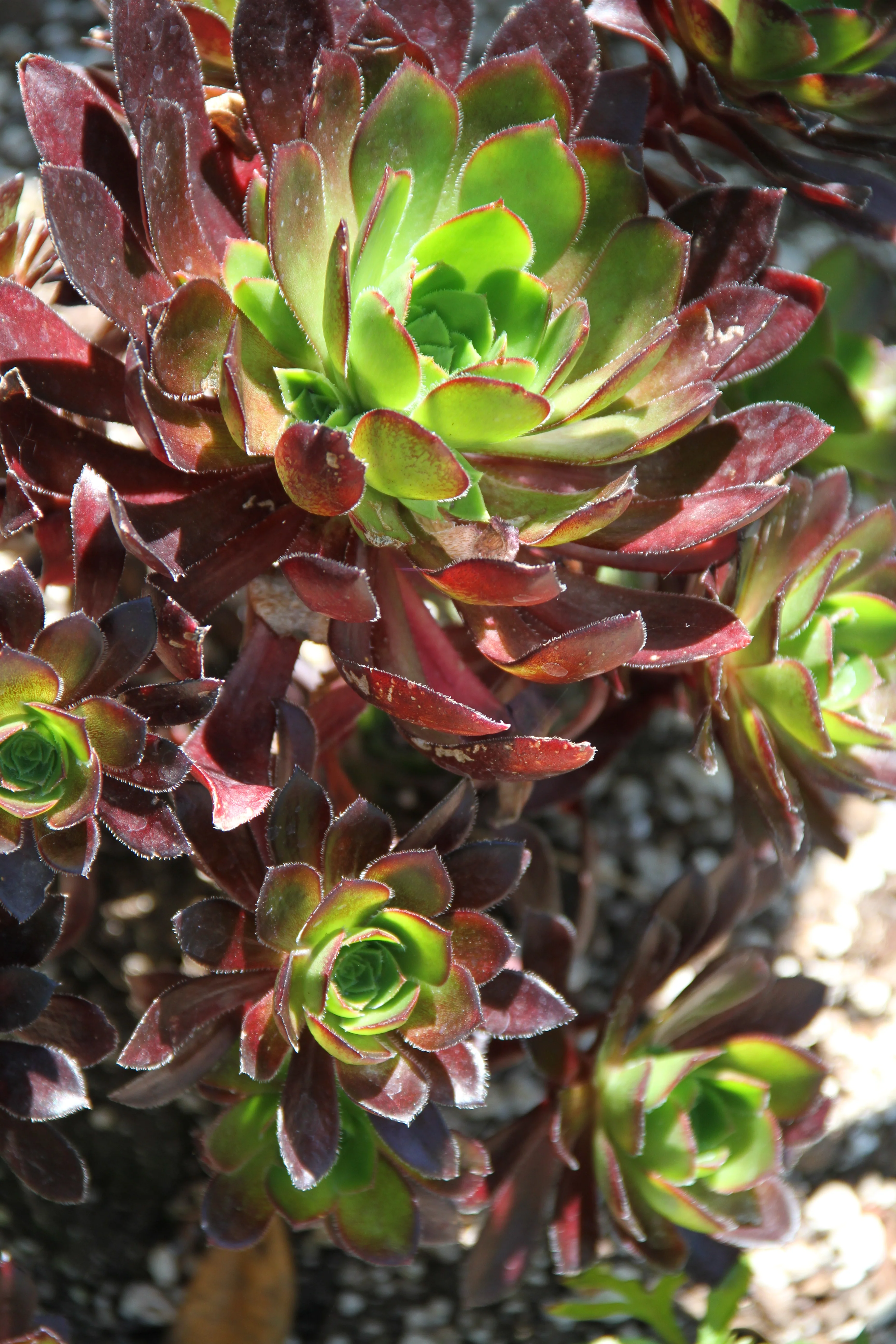 Aeonium 'Strybing Red' - Image 2