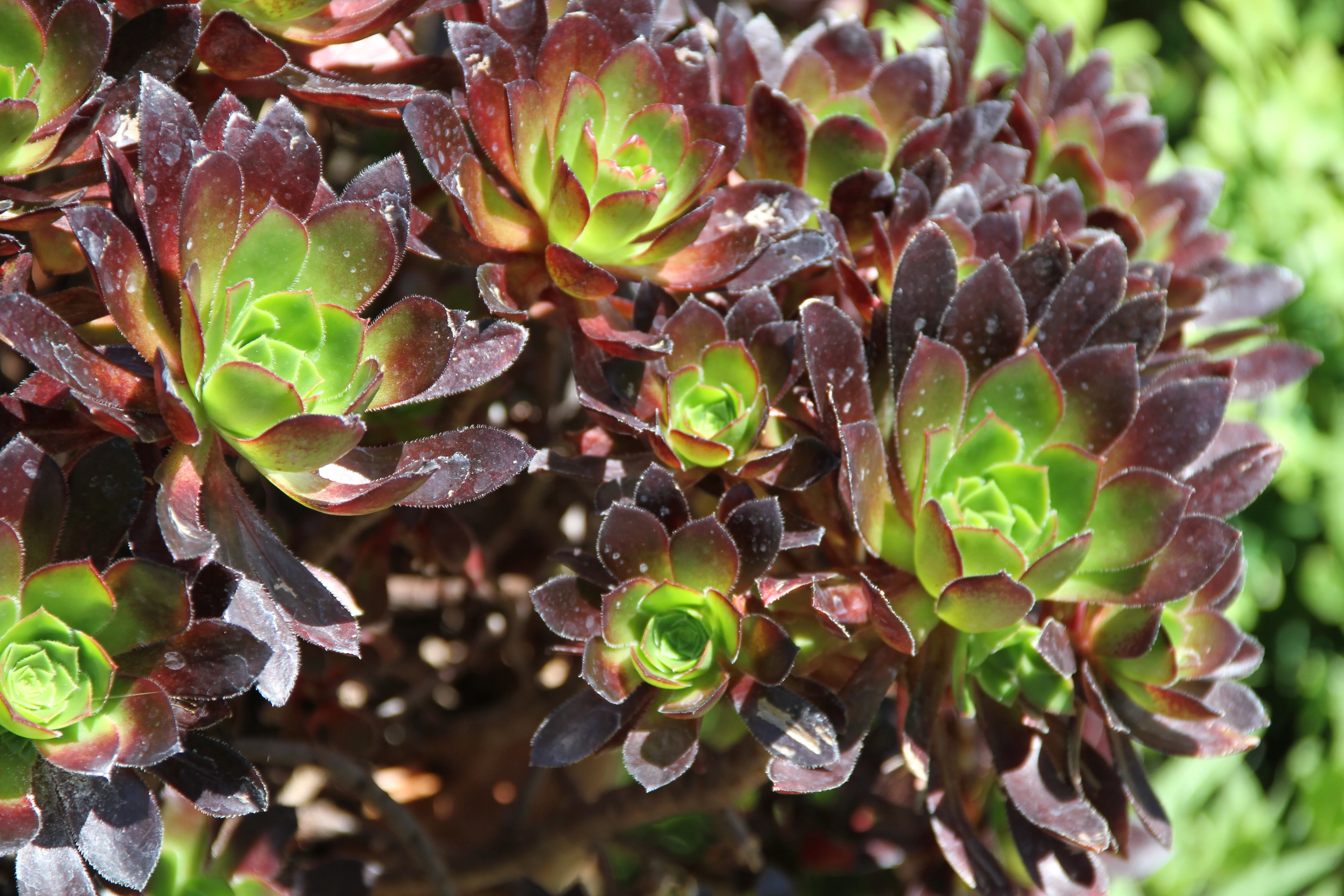 Aeonium 'Strybing Red' - Image 3