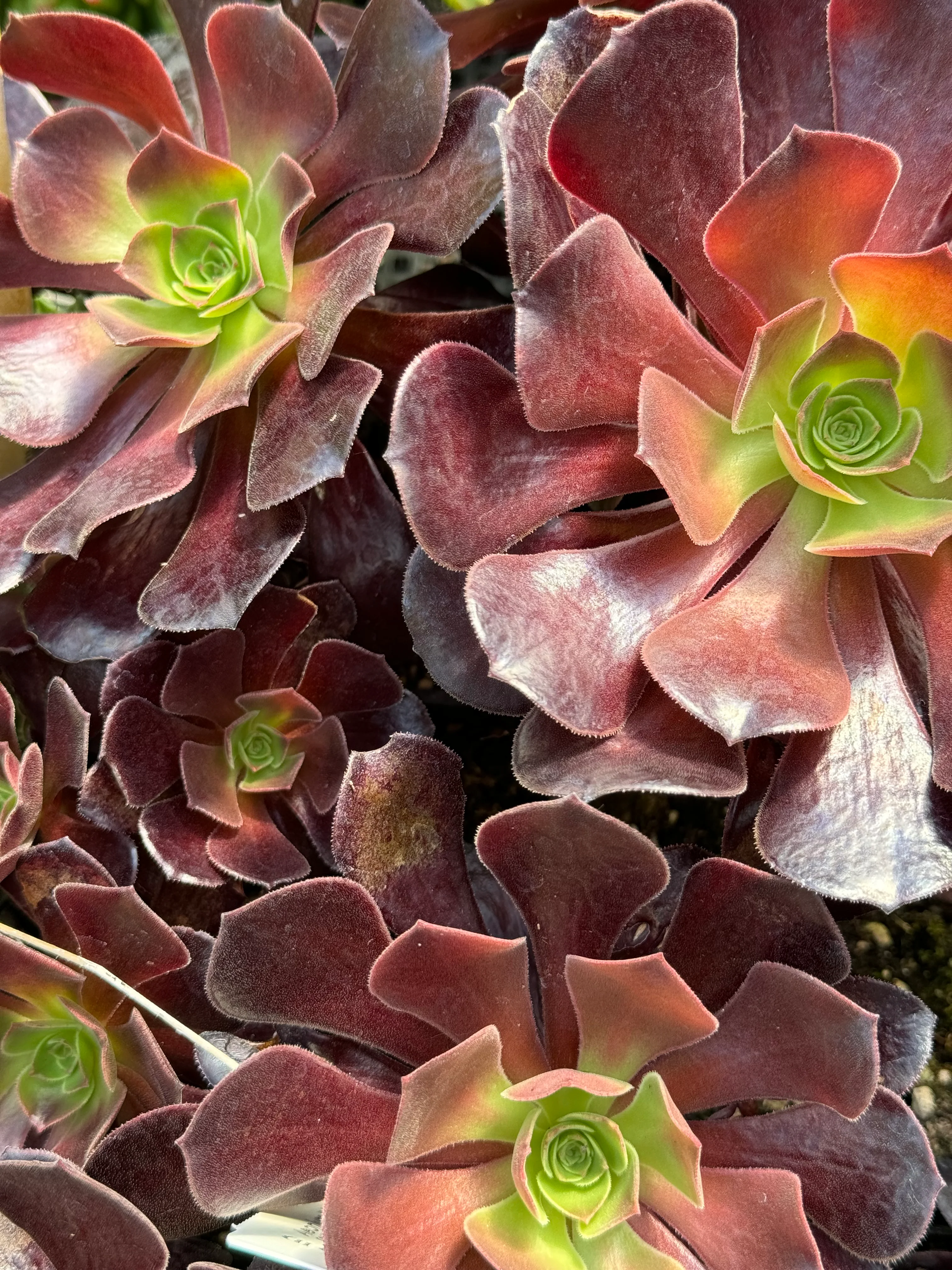 *RETAIL - Aeonium 'Velour' - Image 2