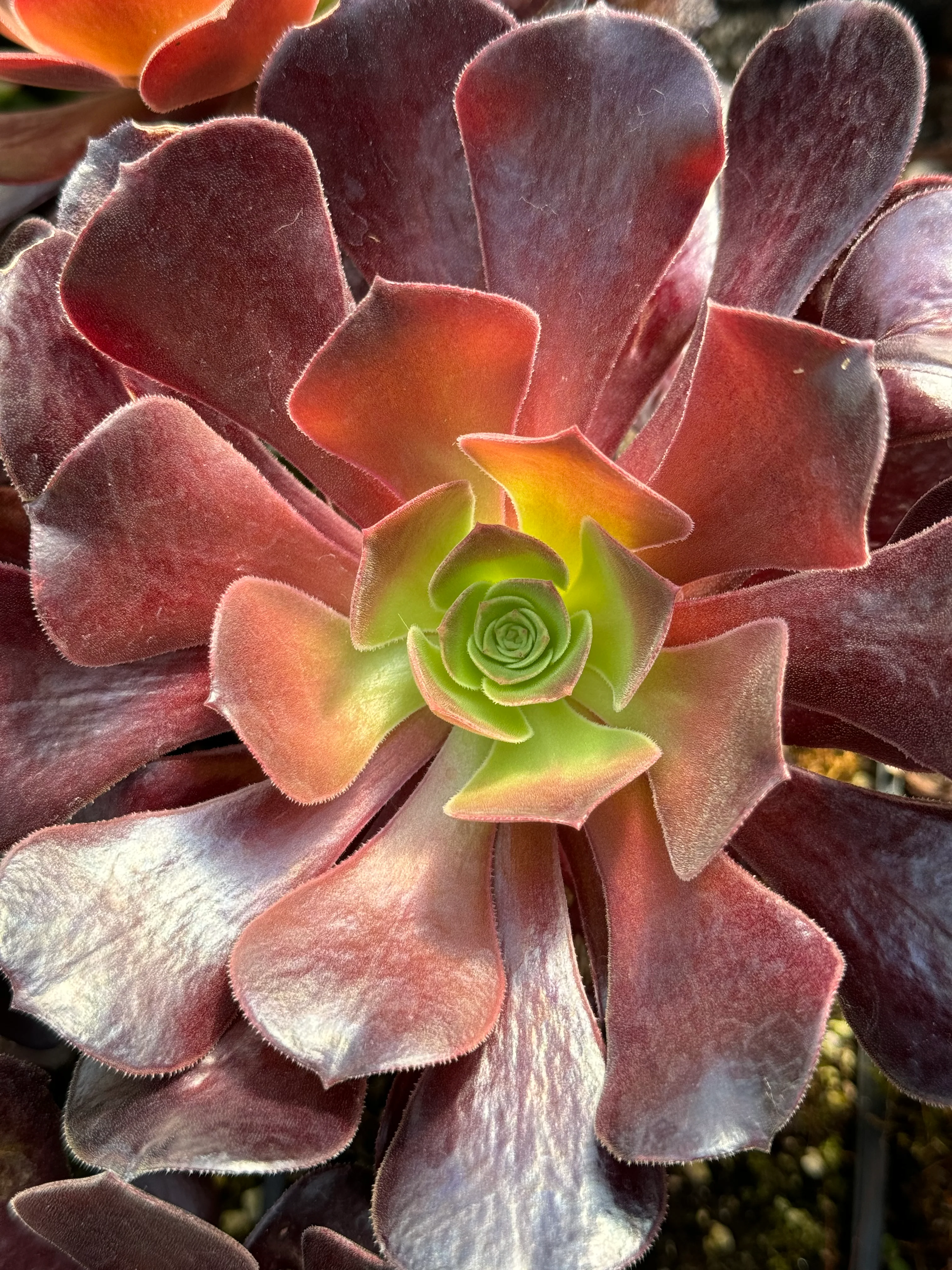 *RETAIL - Aeonium 'Velour' - Image 3