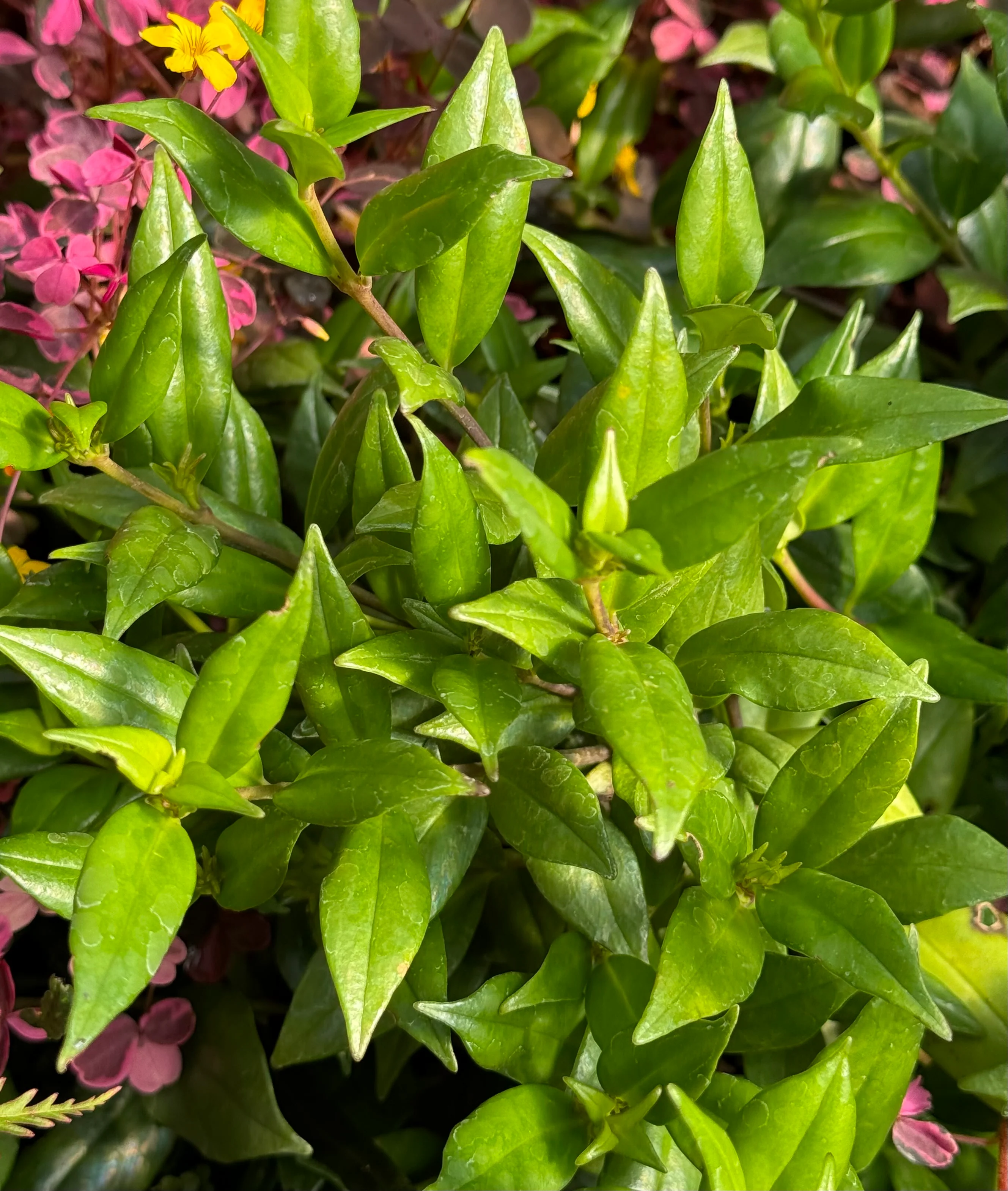 Aeschynanthus garrettii - Image 3