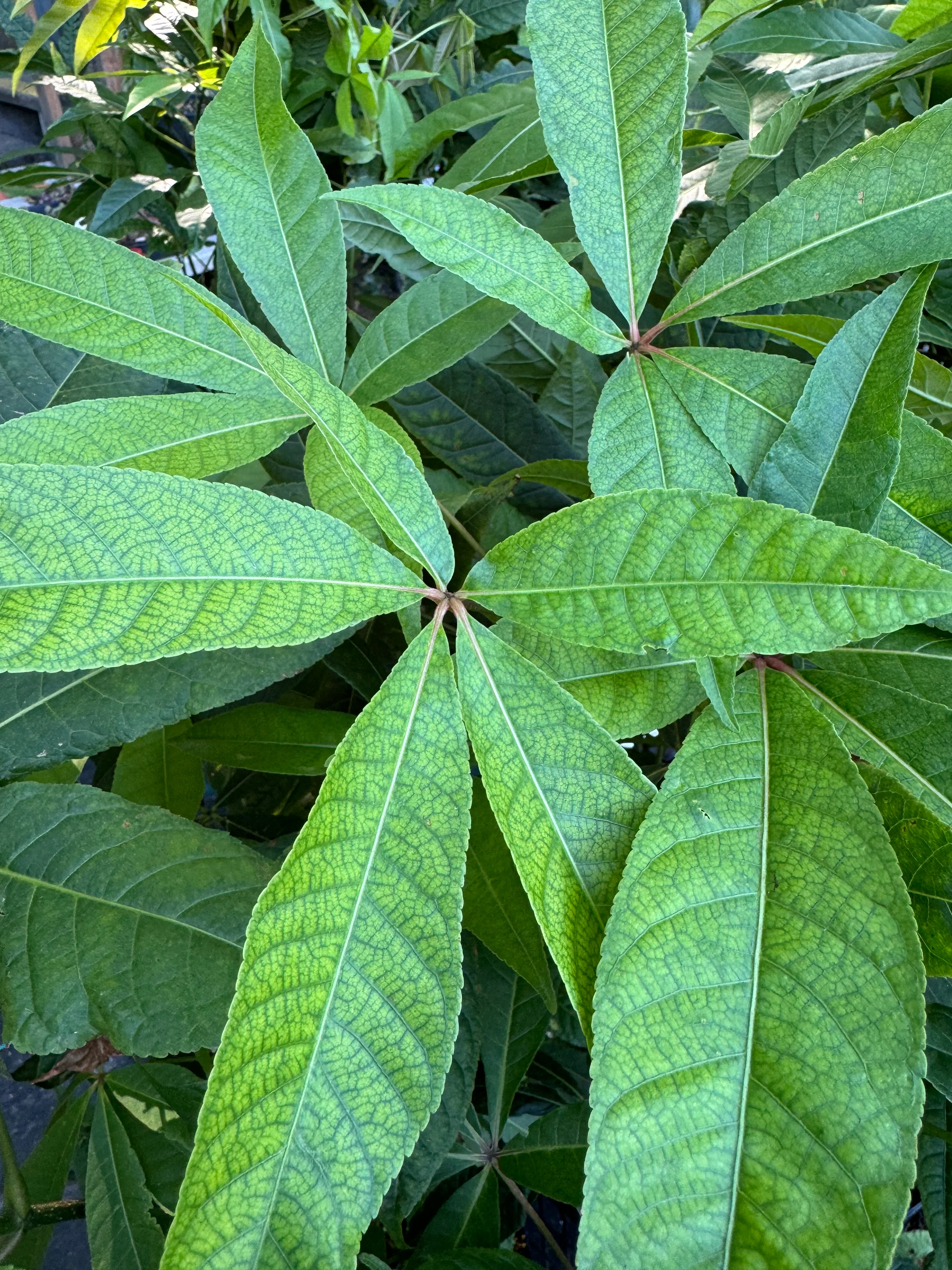 Aesculus wangii - Image 2