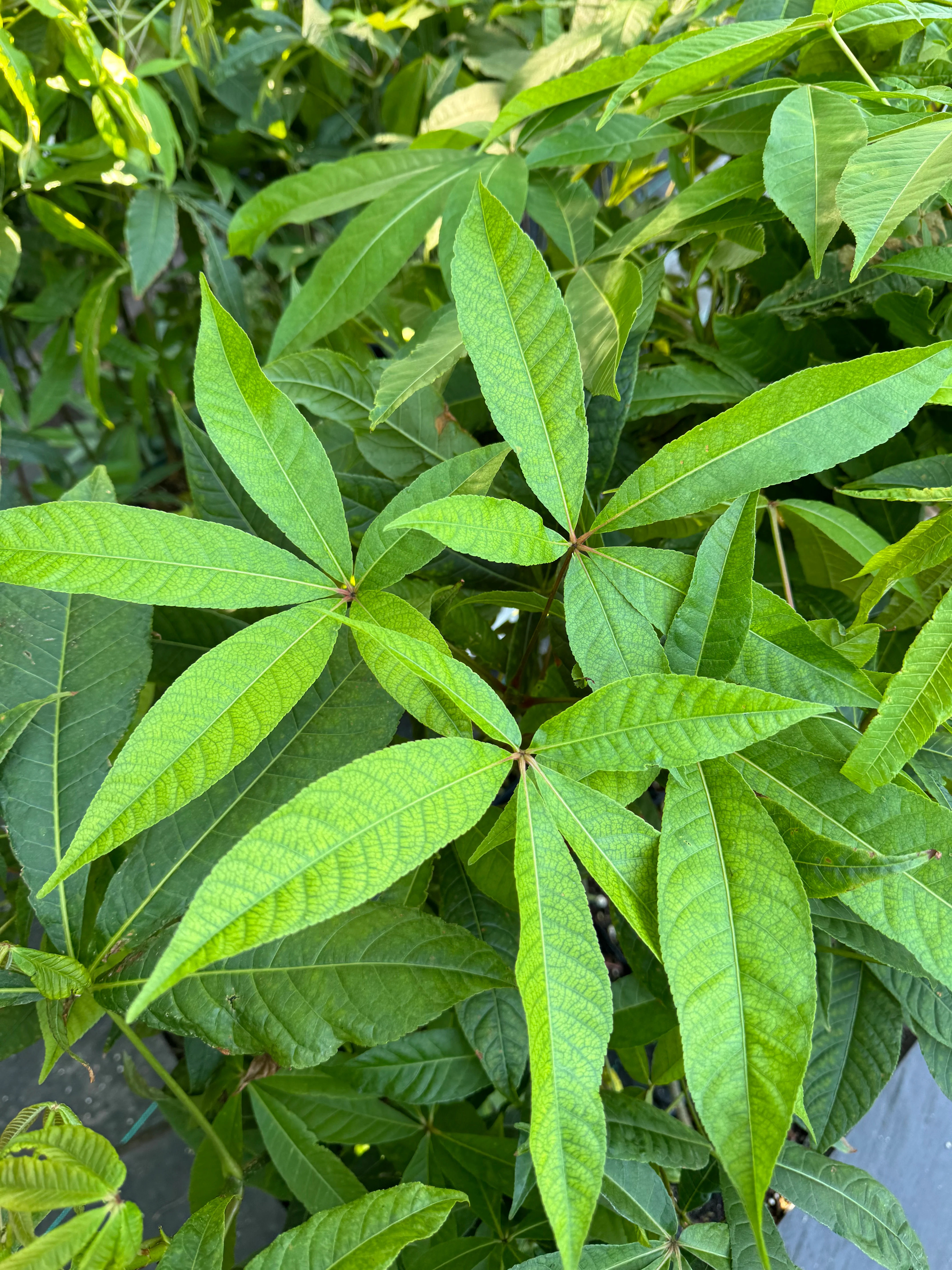 Aesculus wangii - Image 3