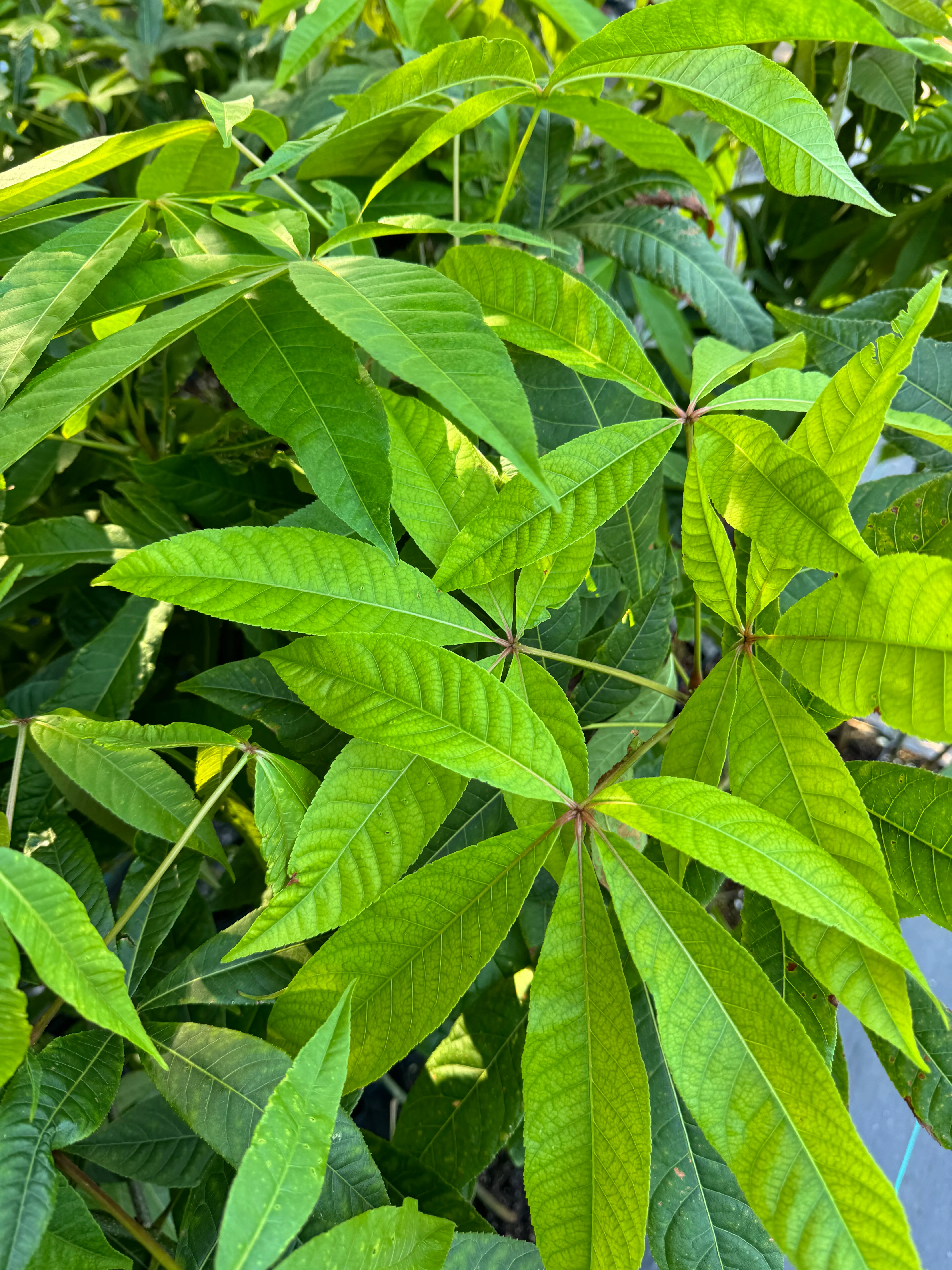 Aesculus wangii - Image 4