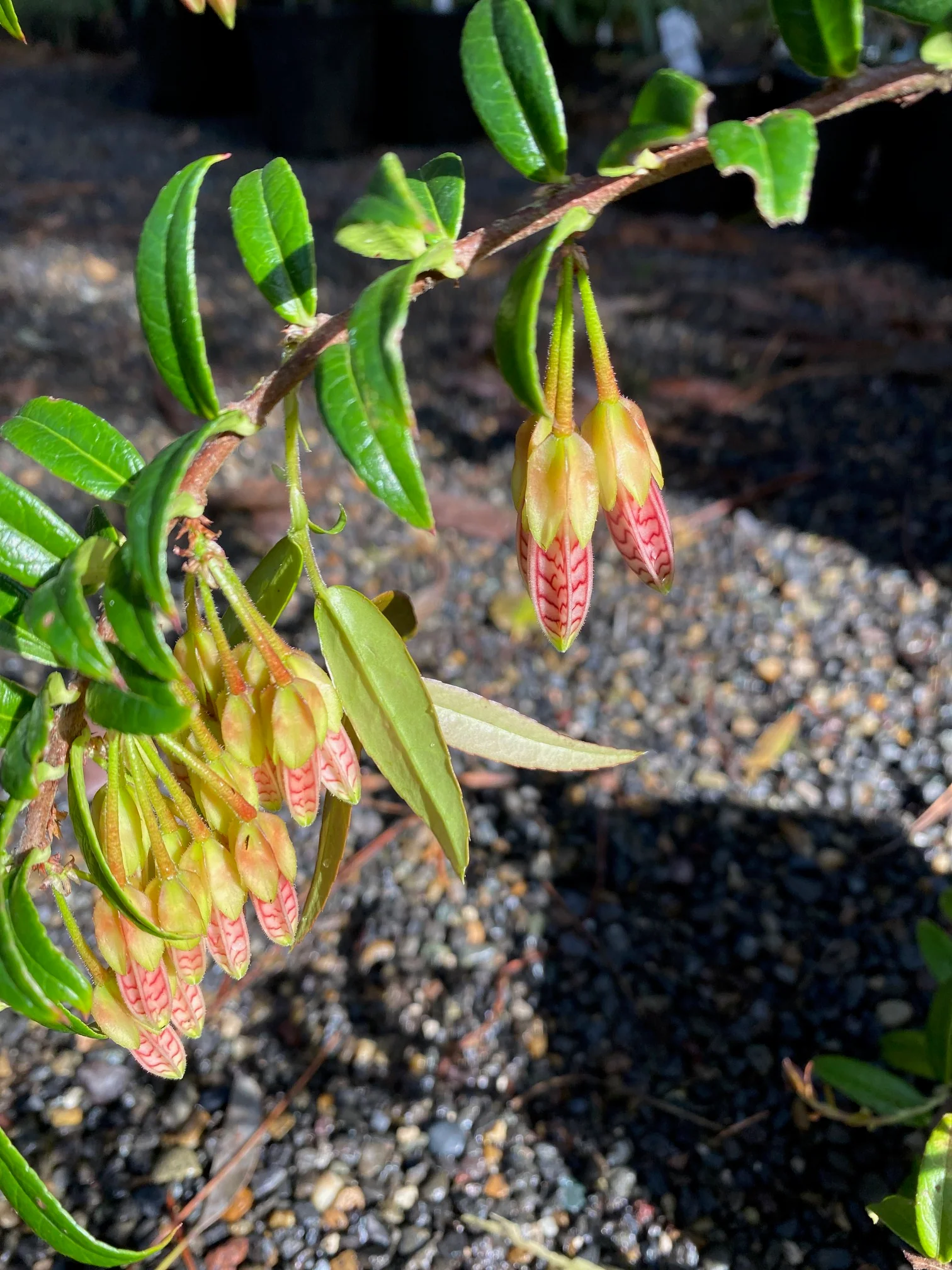*RETAIL - Agapetes 'Ludgvan Cross' - Image 2