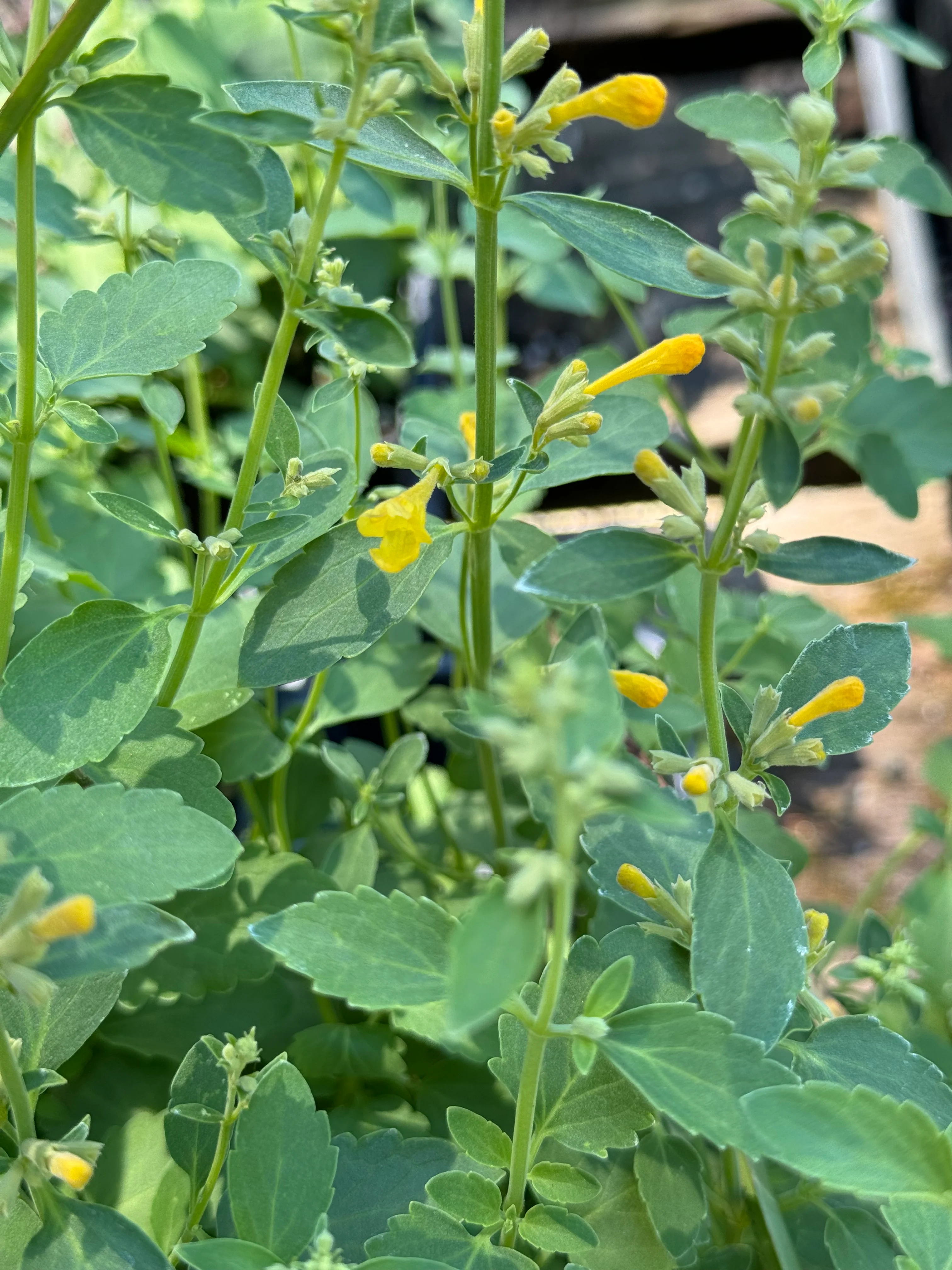 *RETAIL - Agastache 'Arizona™ Sun’ - Image 2
