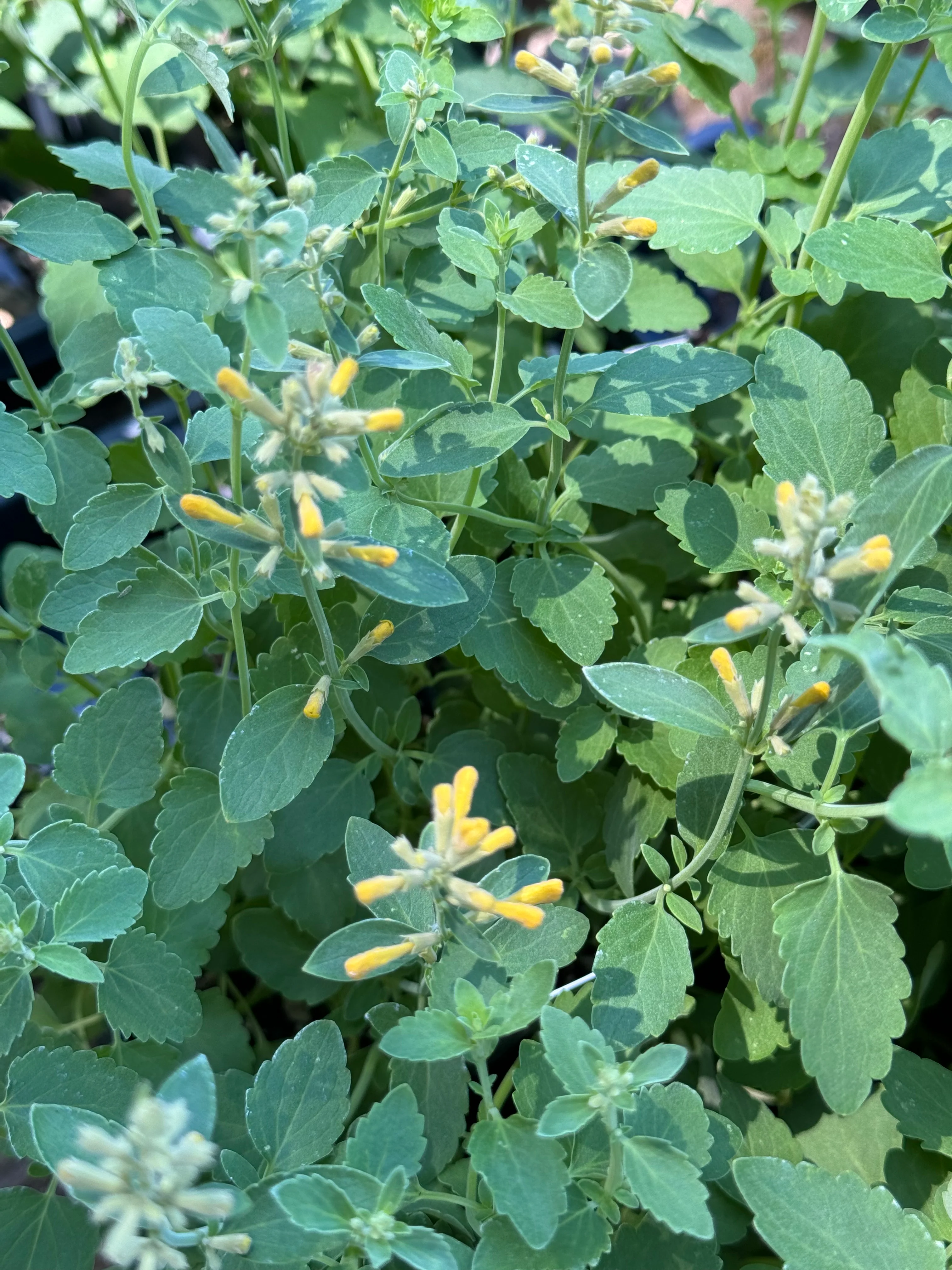 *RETAIL - Agastache 'Arizona™ Sun’ - Image 3