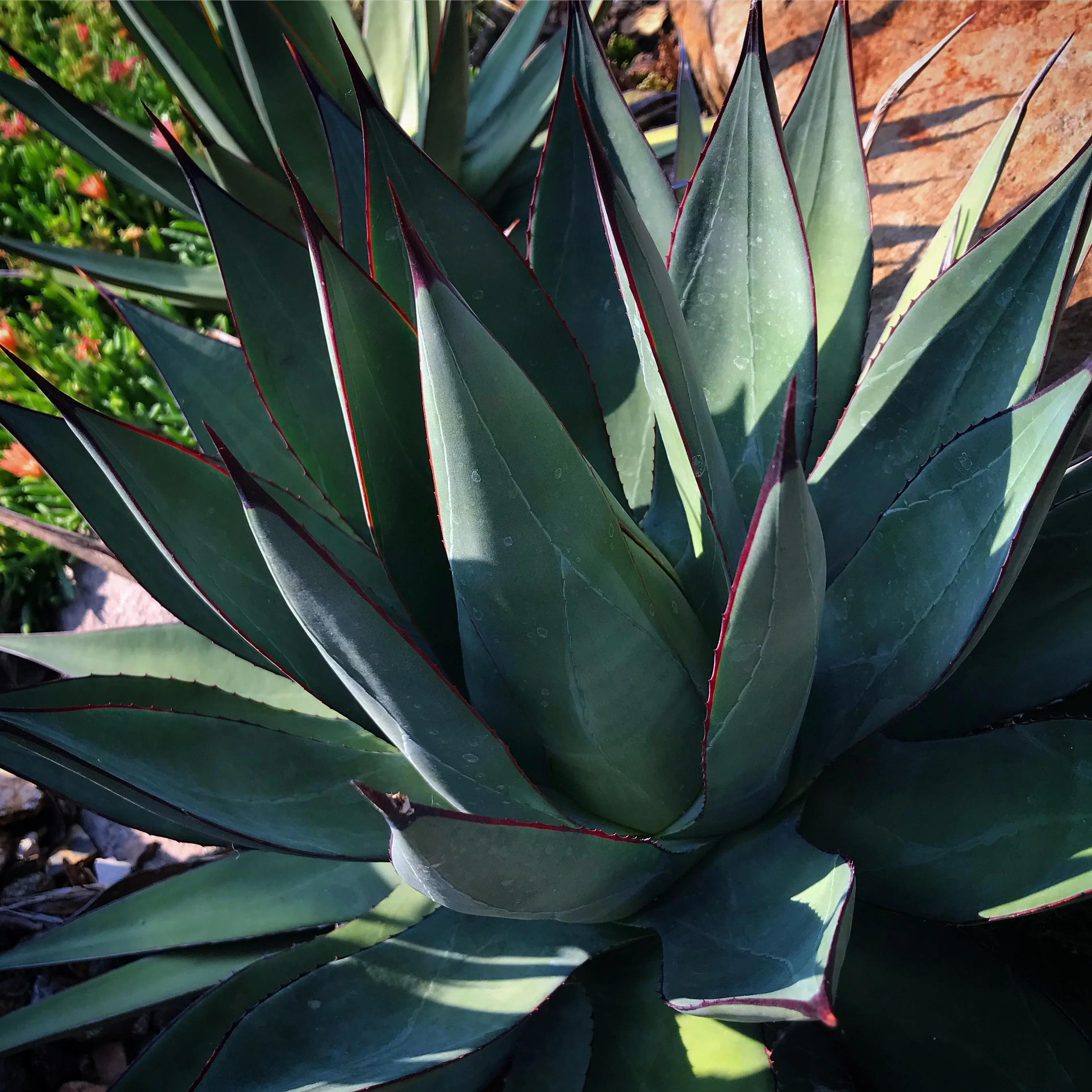 *RETAIL - Agave 'Blue Glow'