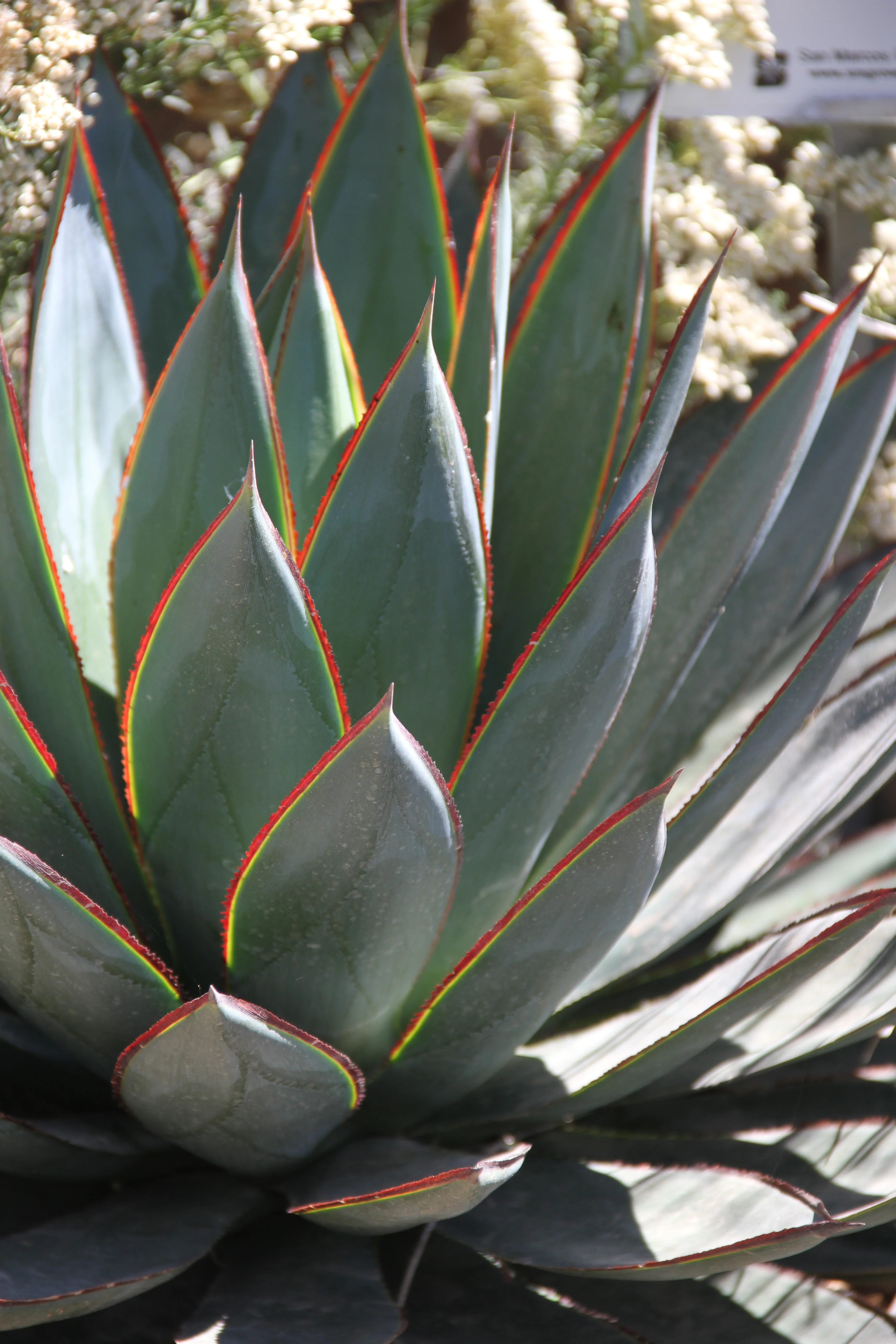*RETAIL - Agave 'Blue Glow' - Image 2