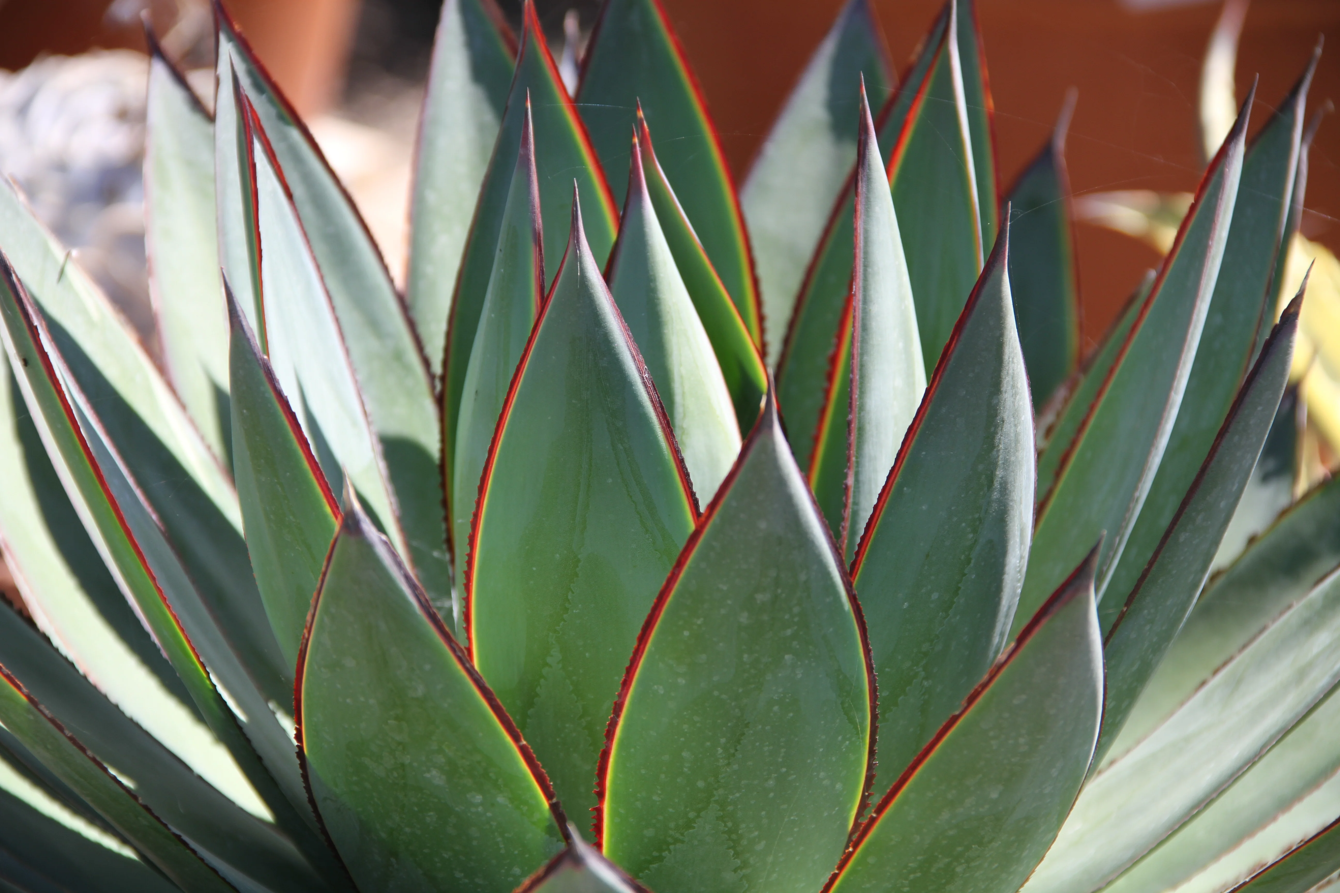 *RETAIL - Agave 'Blue Glow' - Image 3