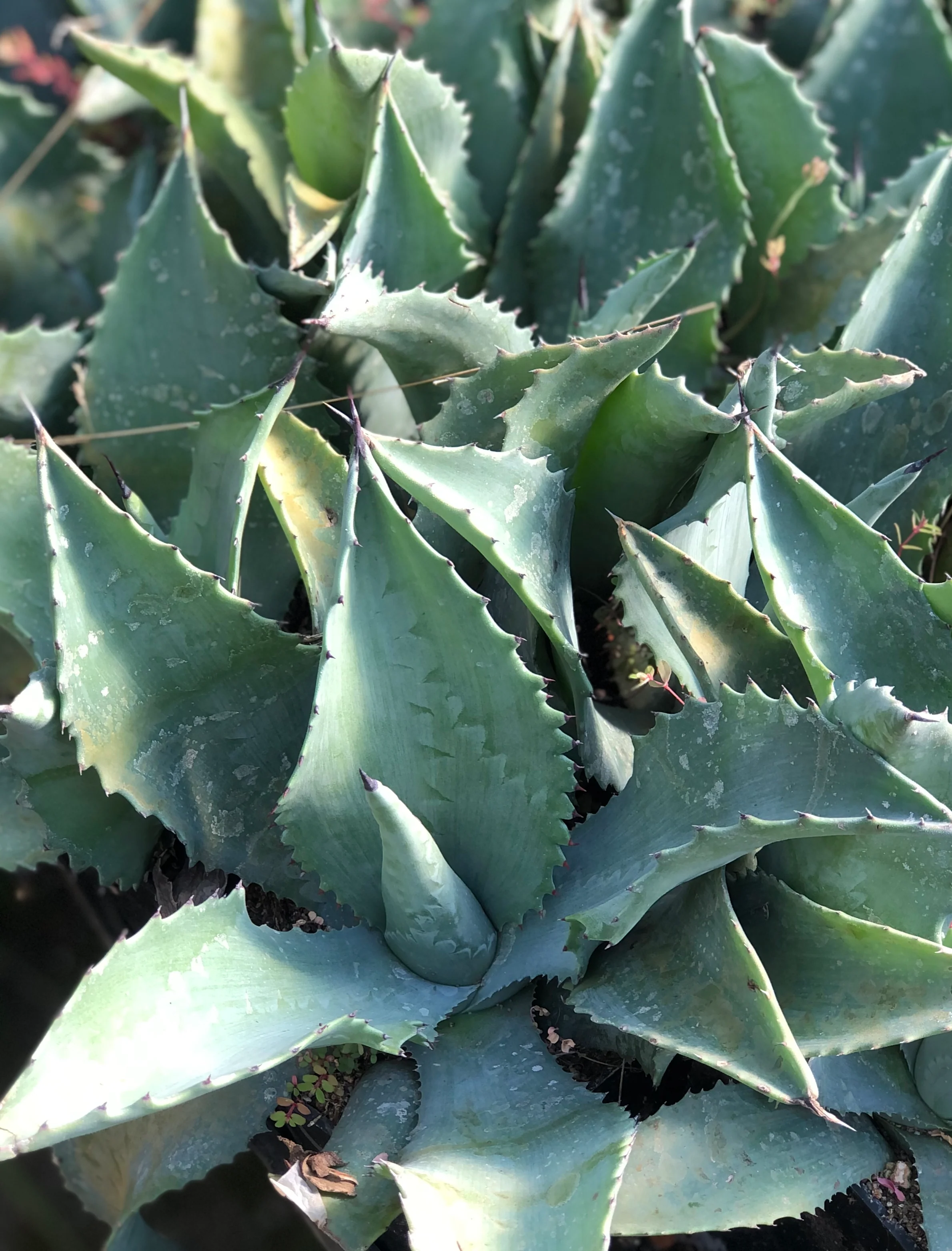 Agave 'Mr Ripple' - Image 2
