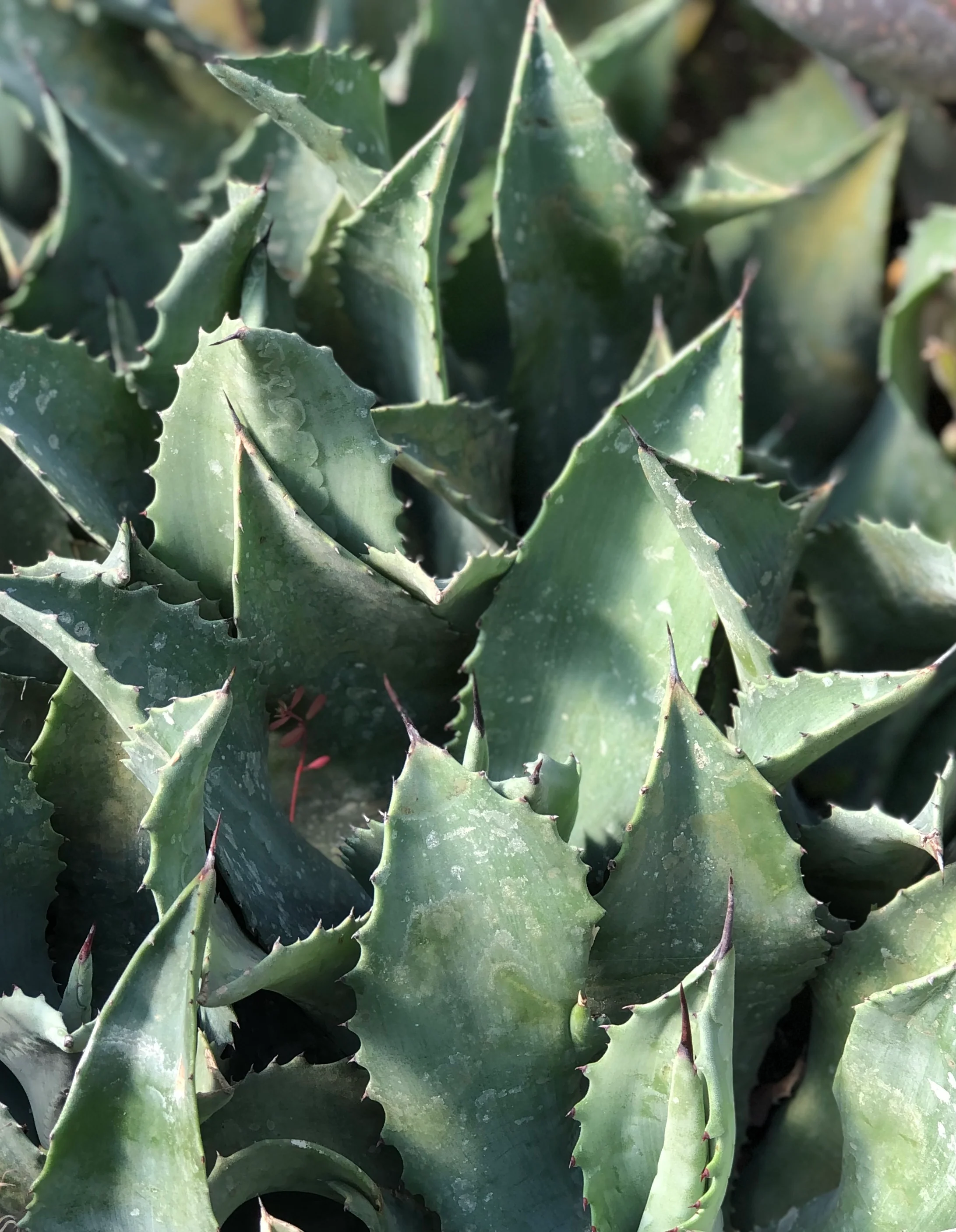 Agave 'Mr Ripple' - Image 3