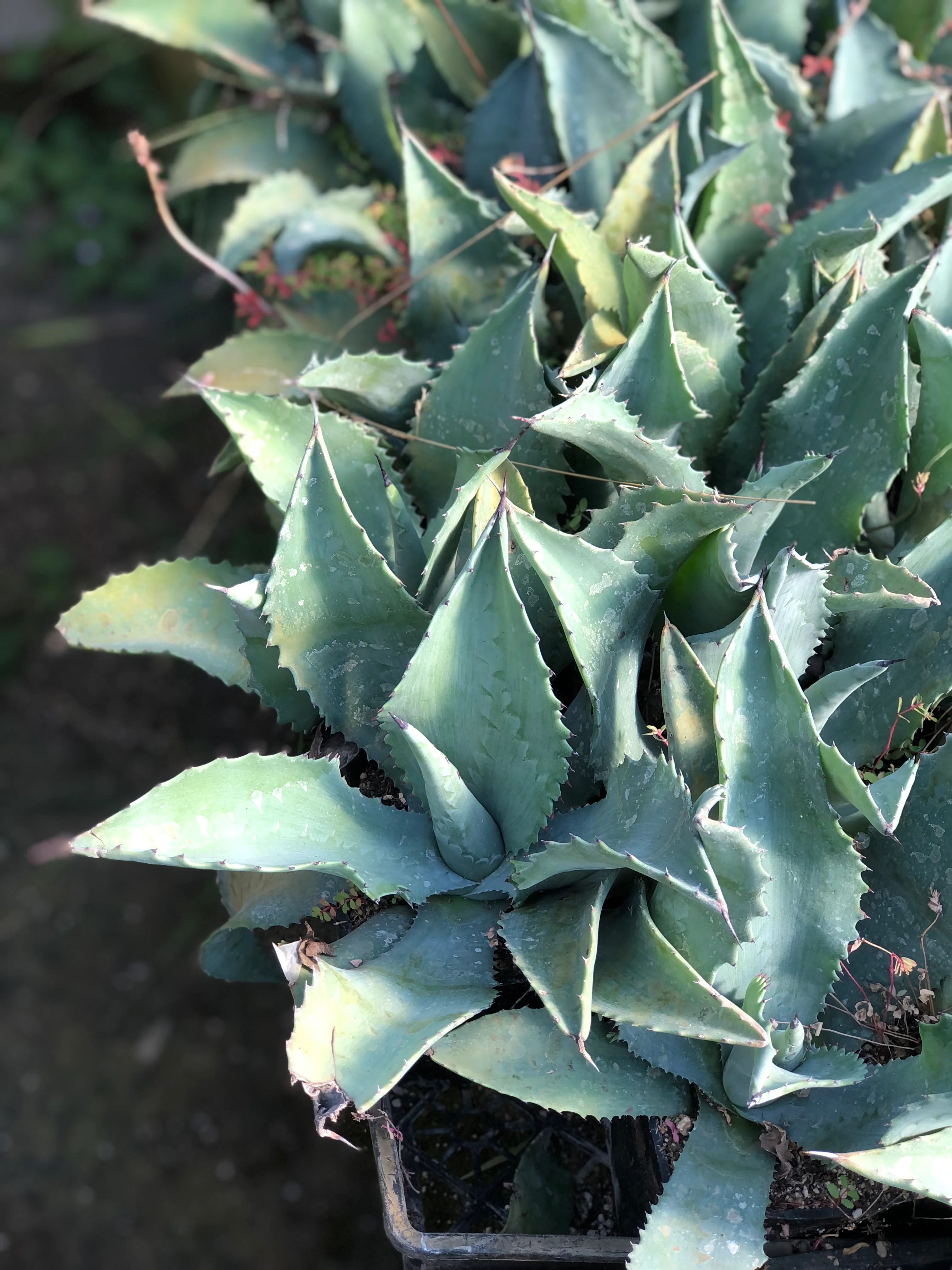 Agave 'Mr Ripple' - Image 4