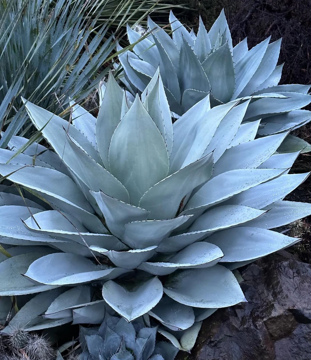 *RETAIL - Agave ovatifolia 'Frosty Blue' - Image 2
