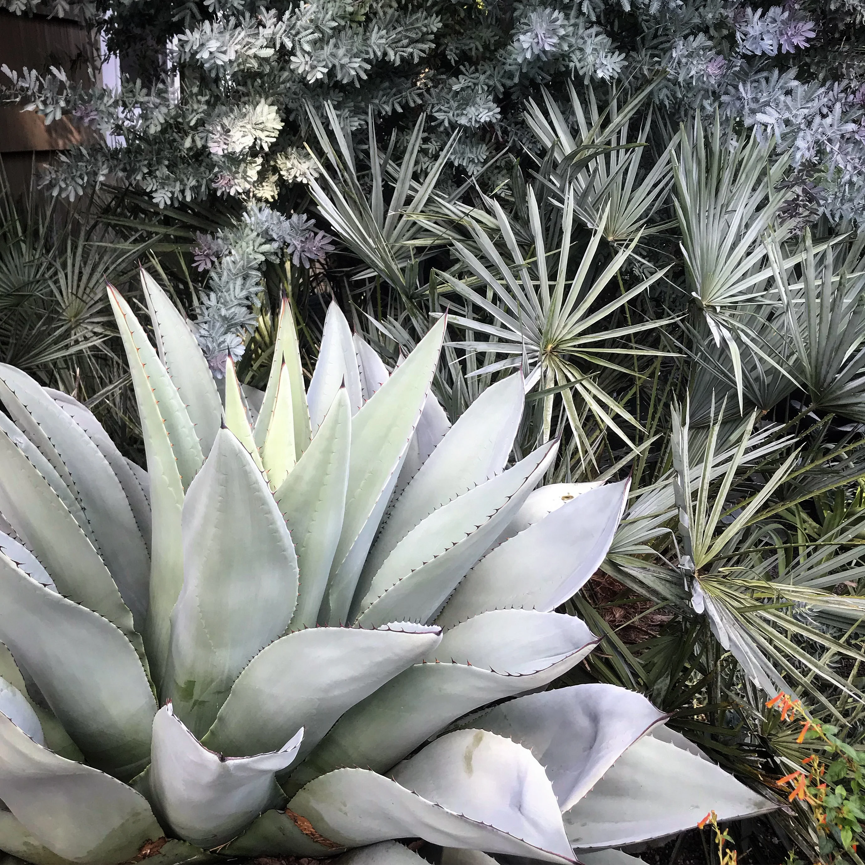 Agave ovatifolia 'Frosty Blue' - Image 2