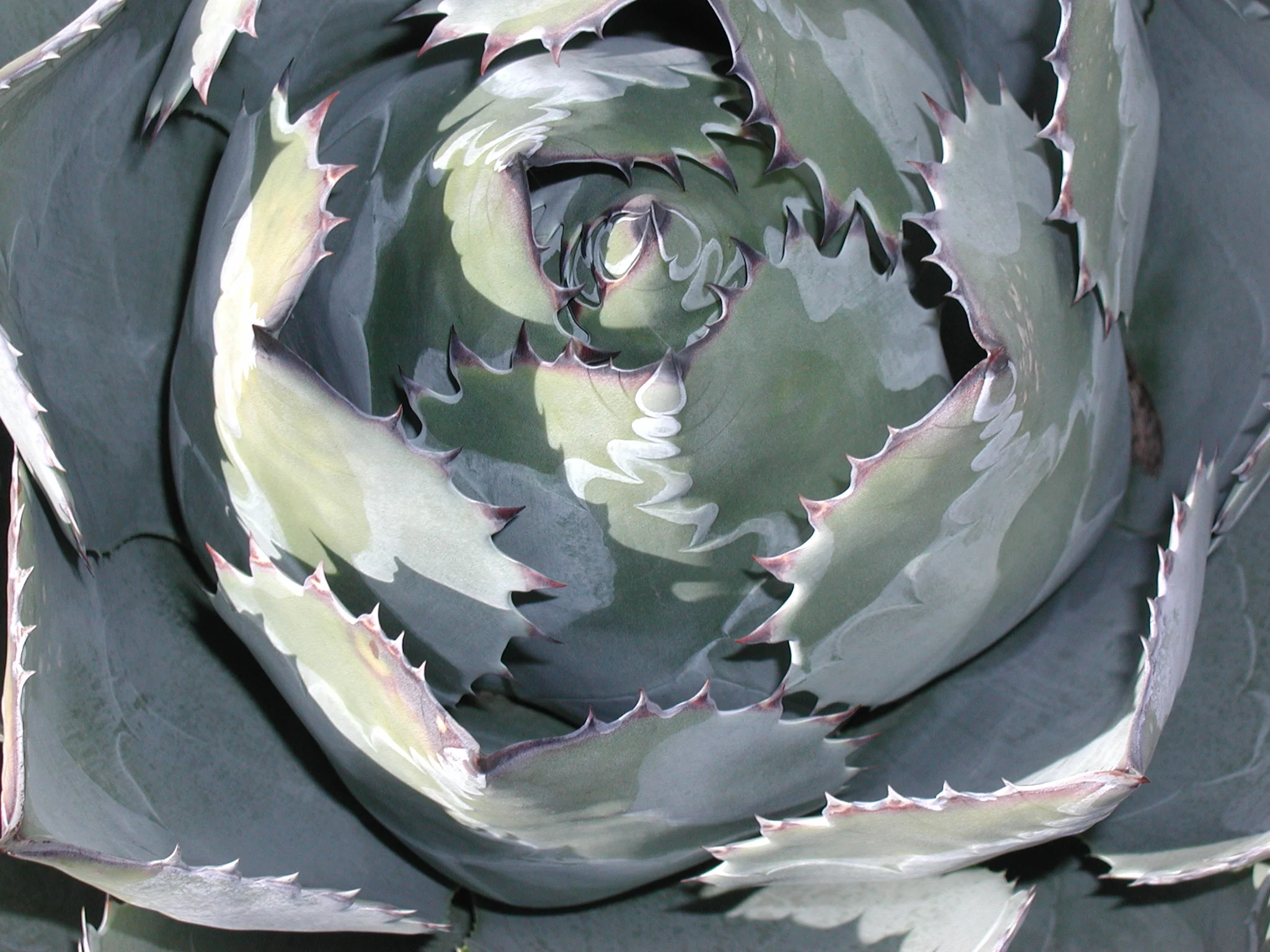 Agave parrasana - Image 2