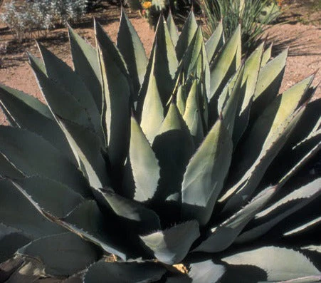 Agave parryi var. huachucensis