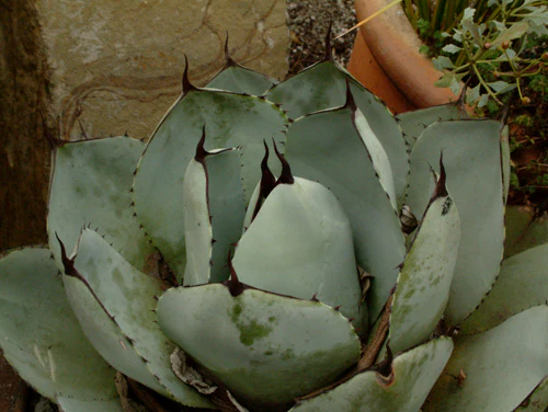 Agave parryi var. truncata - Image 2