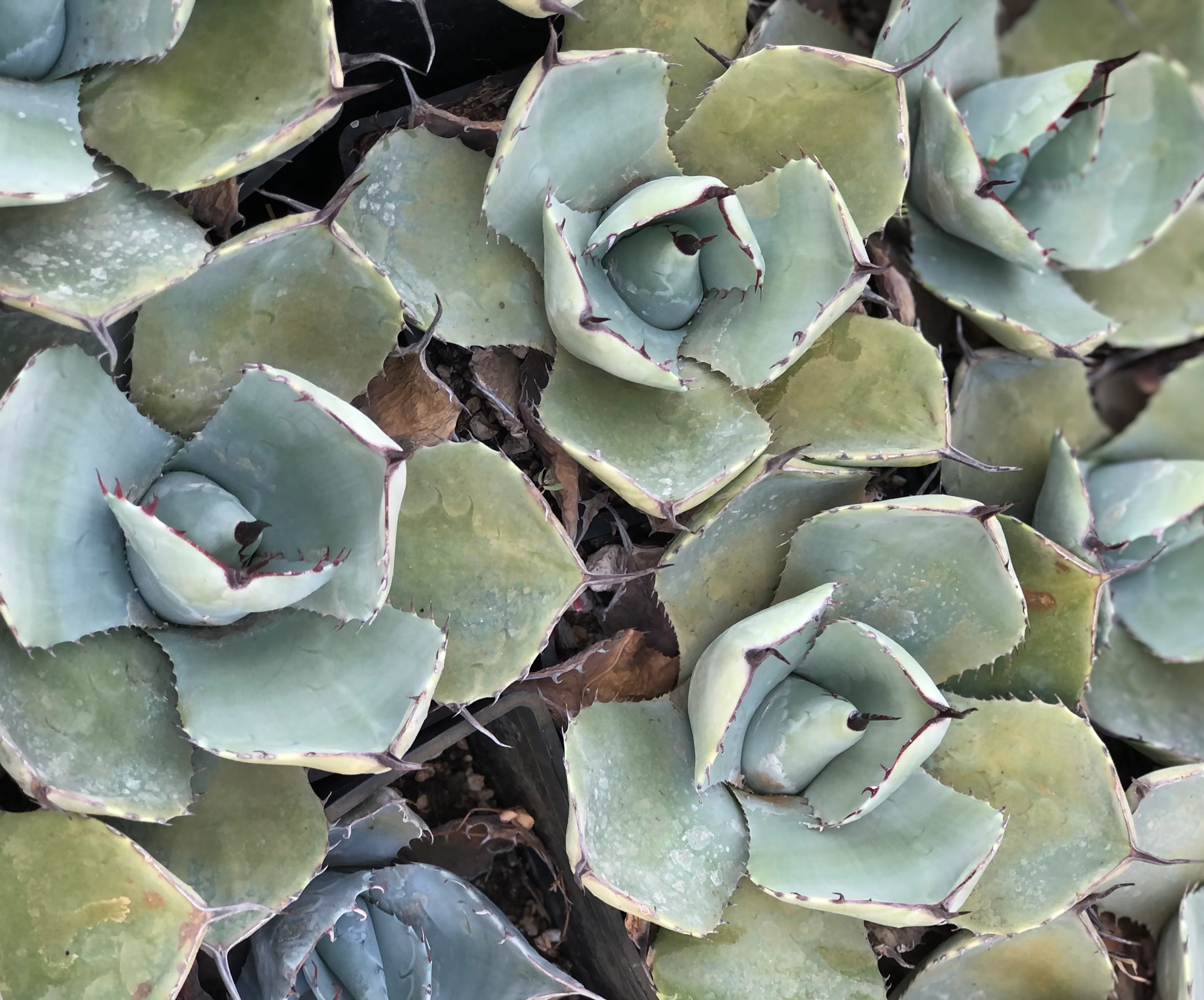 Agave parryi var. truncata - Image 3
