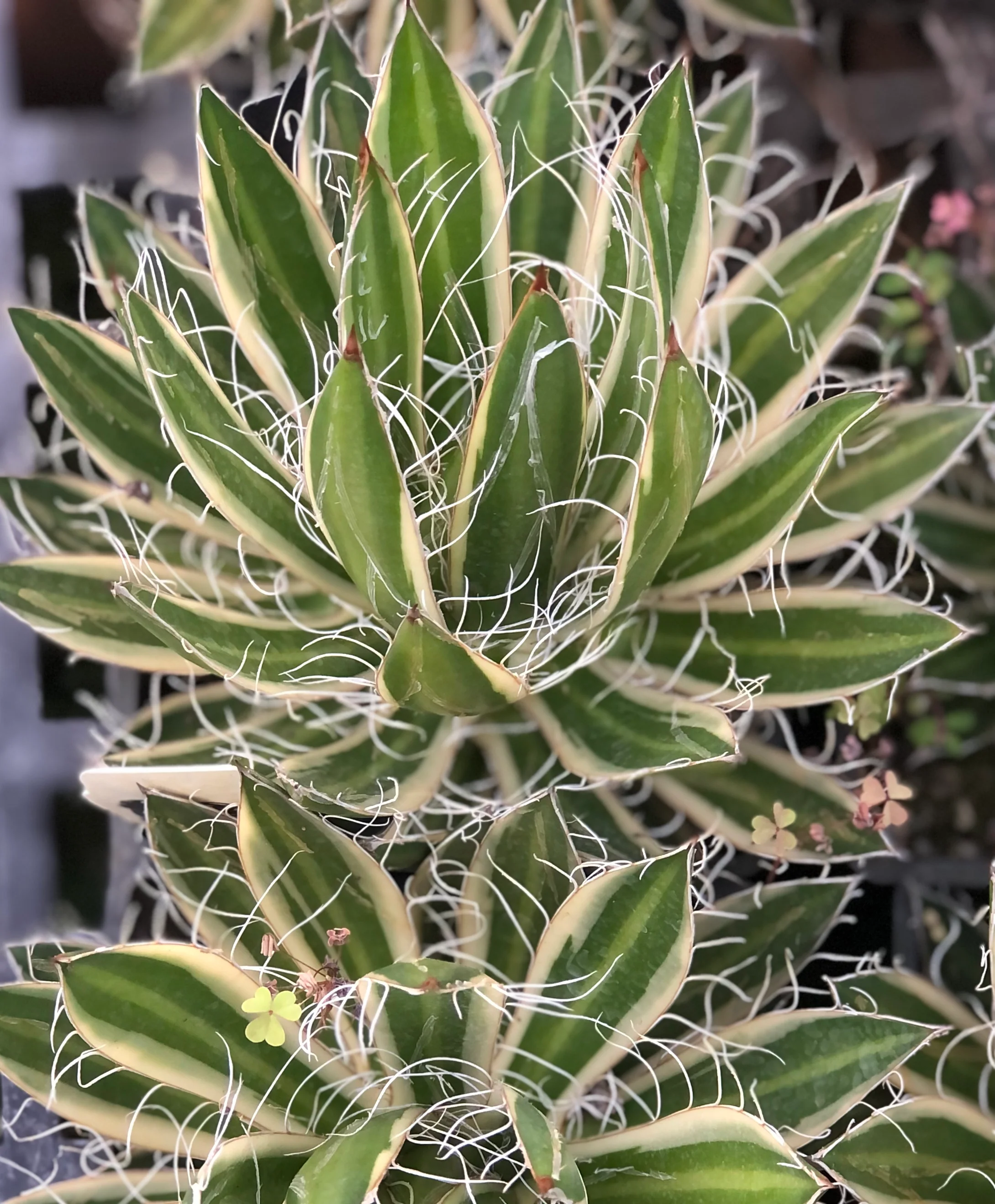 Agave schidigera 'Shira ito no Ohi'