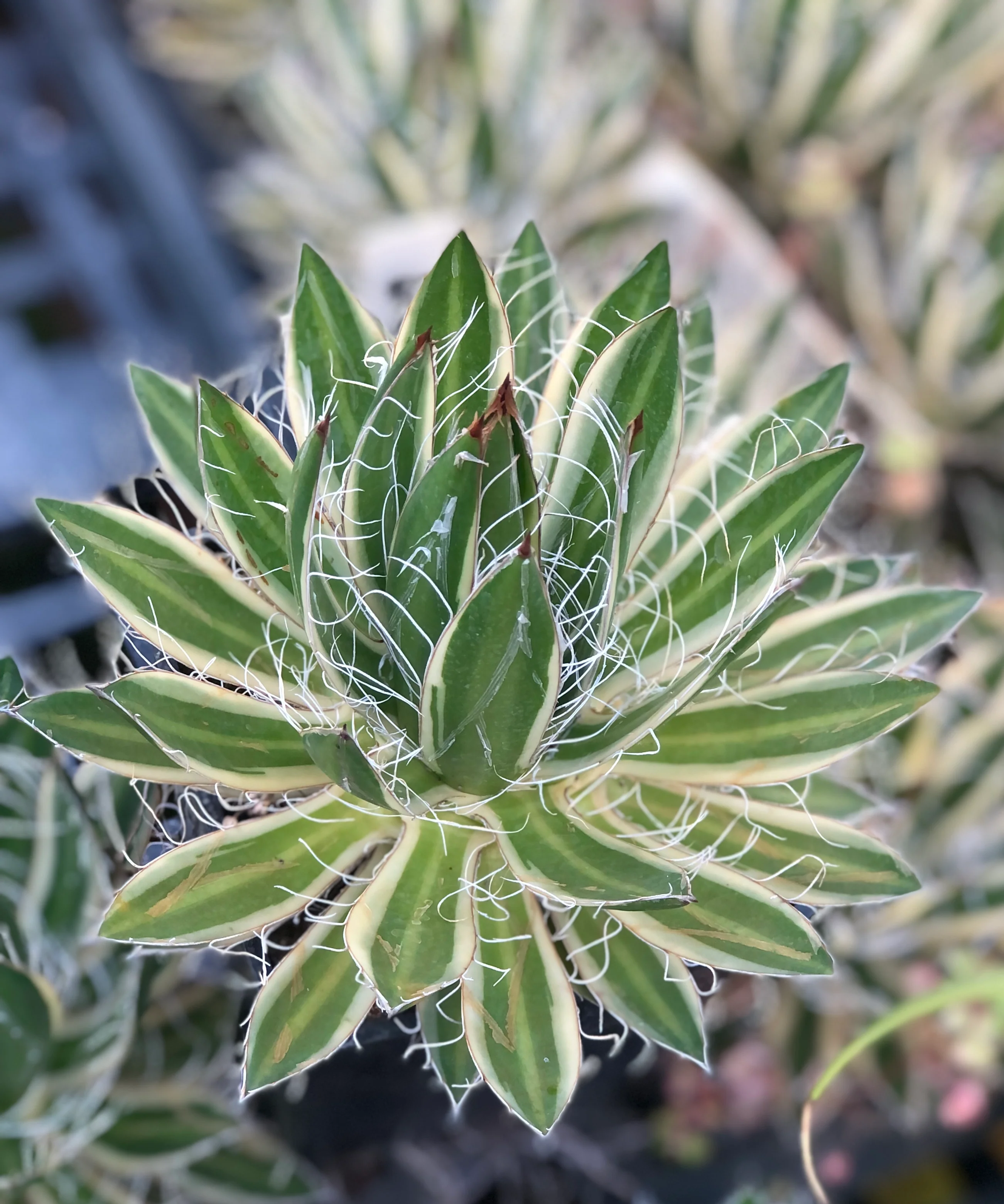 Agave schidigera 'Shira ito no Ohi' - Image 2