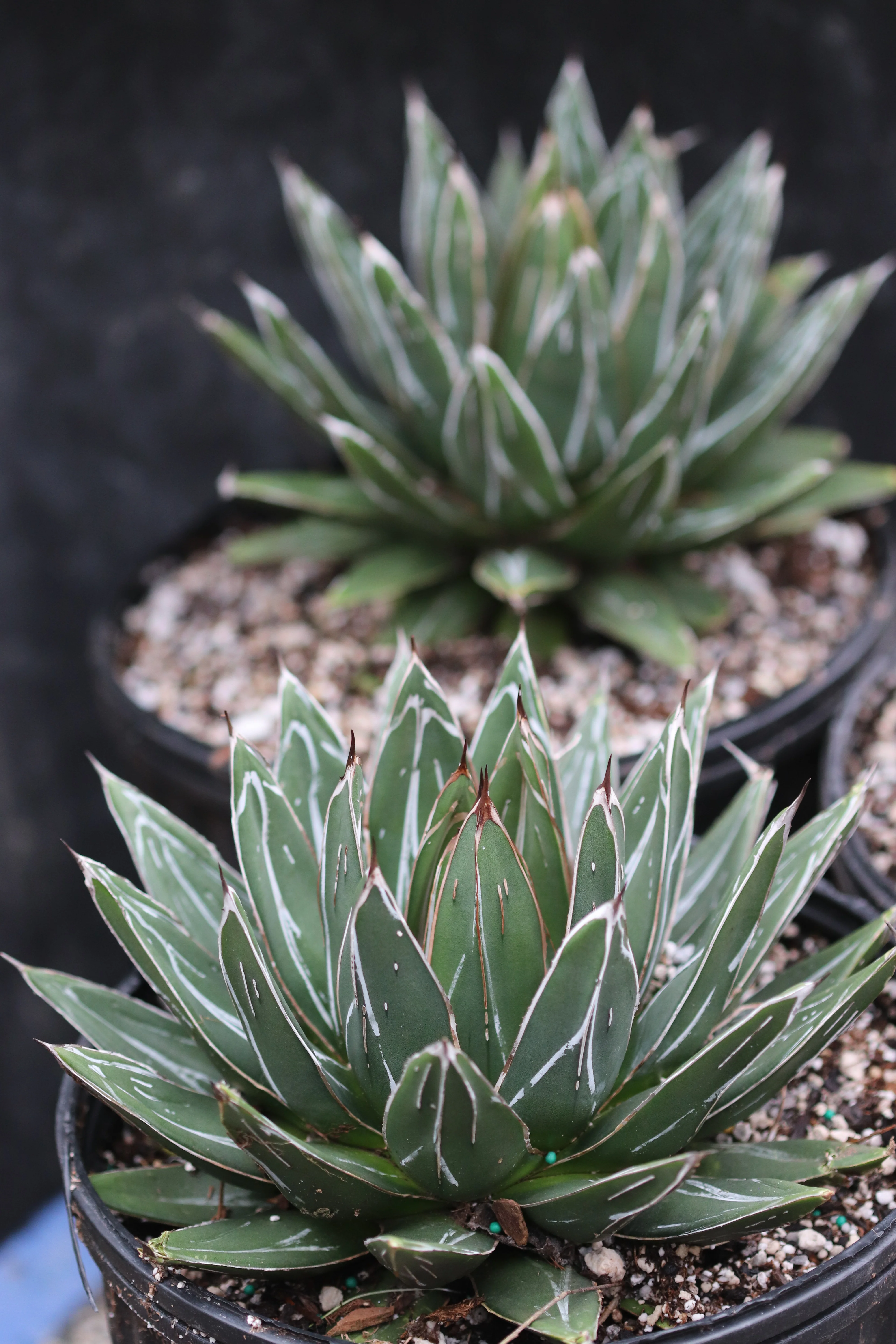 *RETAIL - Agave victoriae-reginae 'Porcupine' - Image 3