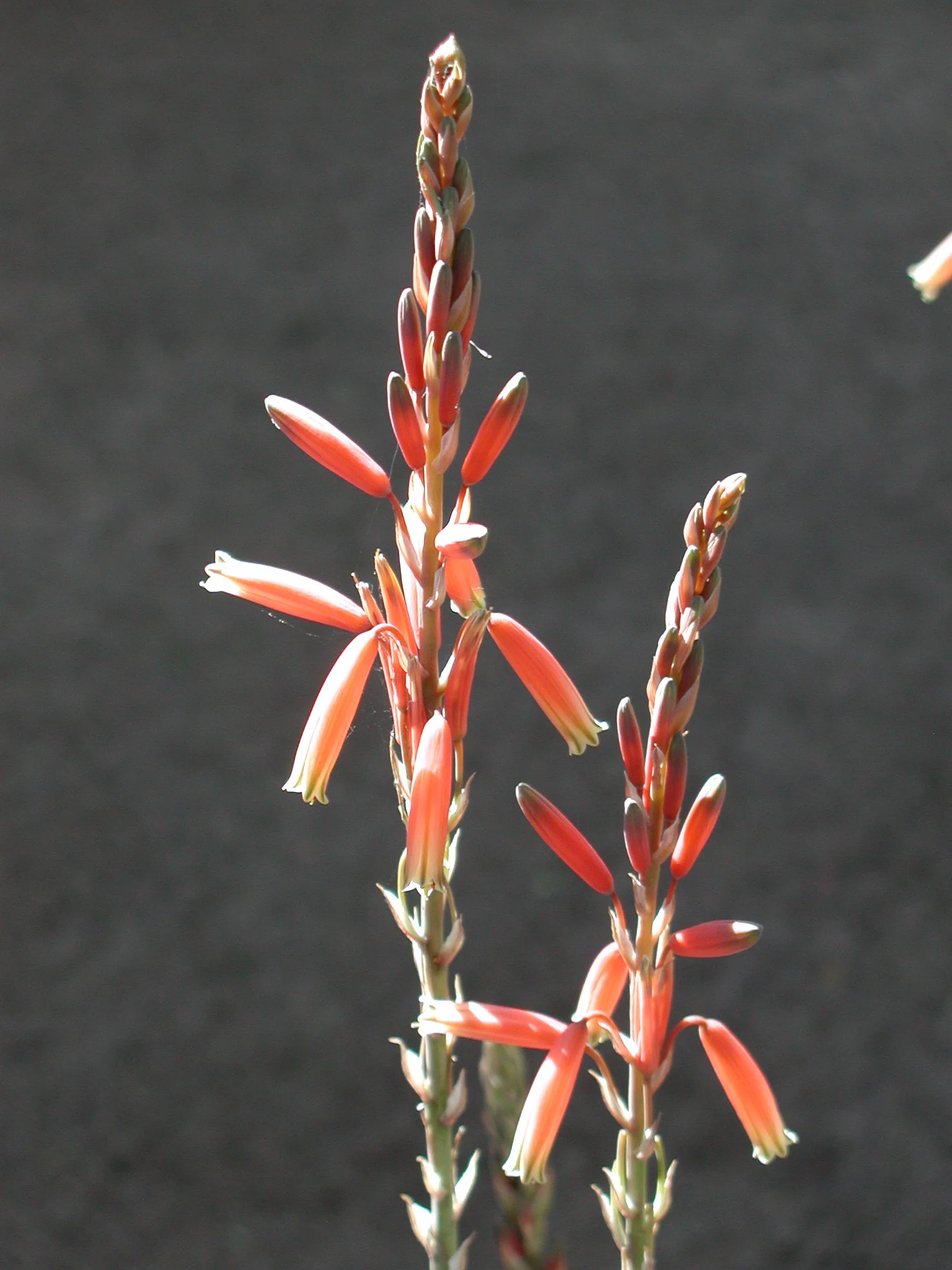 Aloe 'Blue Elf' - Image 3