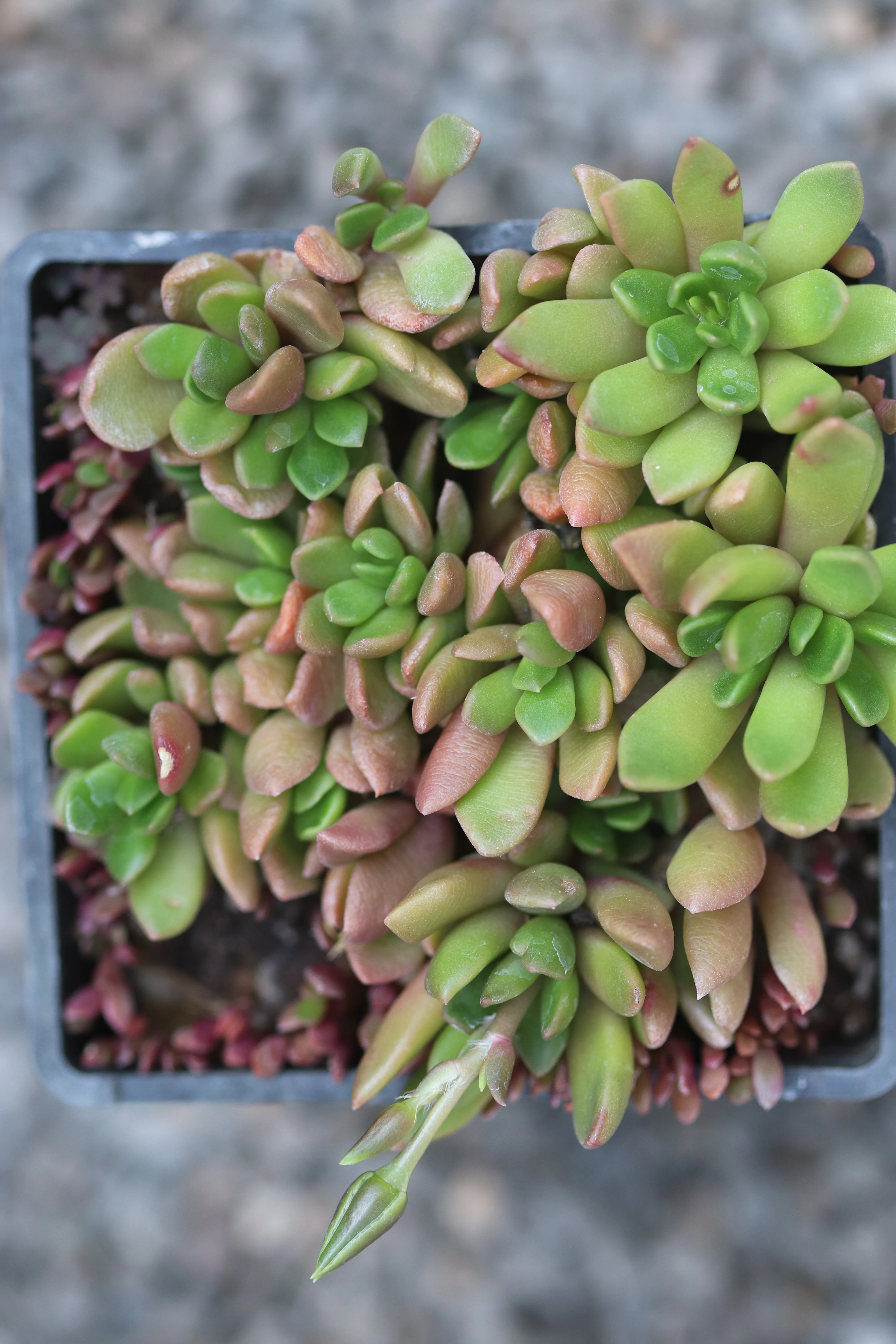 Anacampseros rufescens - Image 2