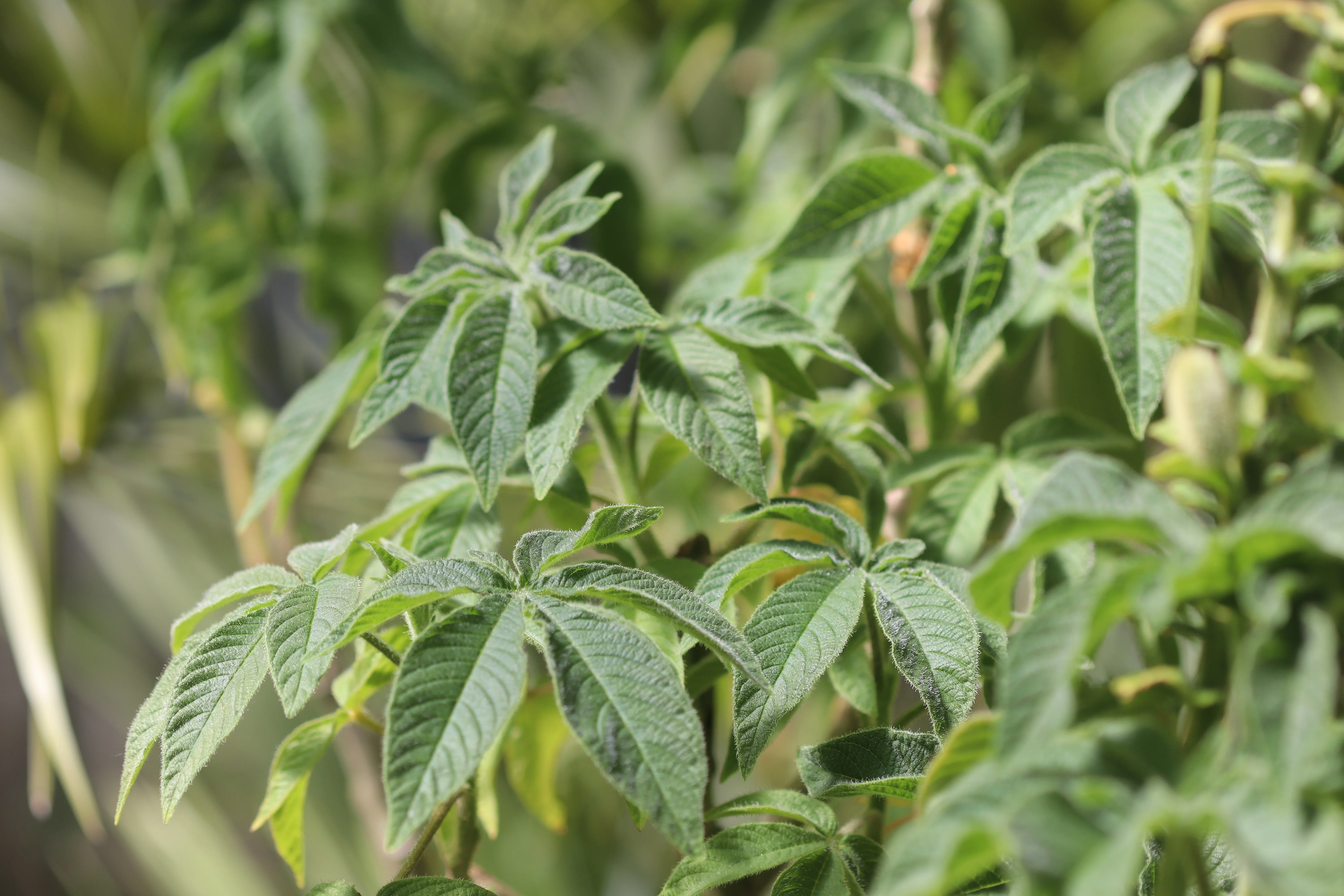 *RETAIL - Andinocleome anomala - Image 2