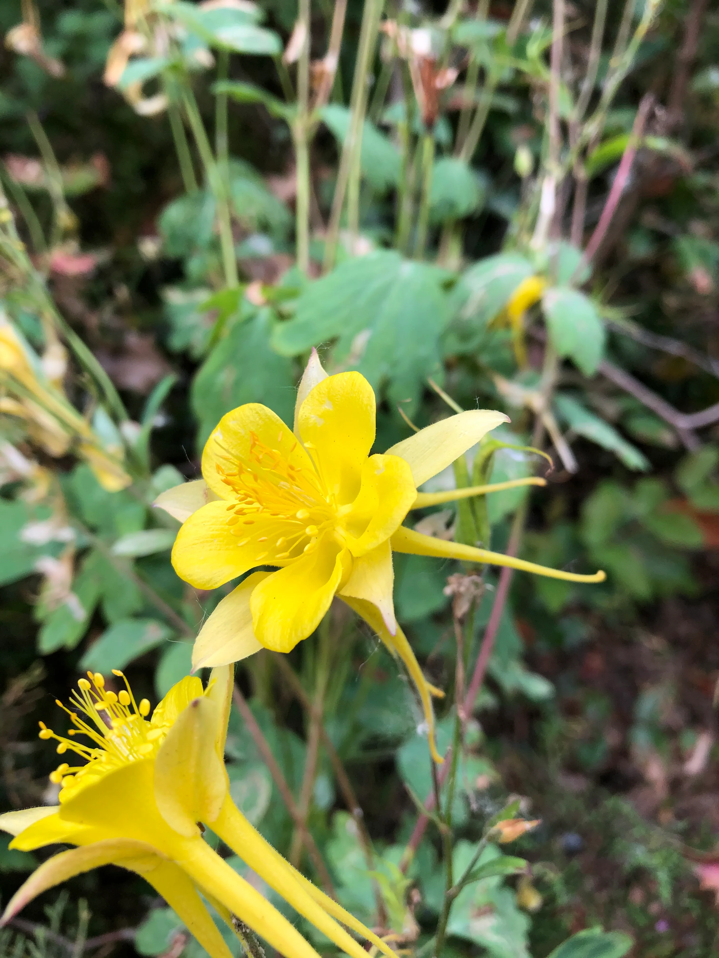 Aquilegia chrysantha - Image 2