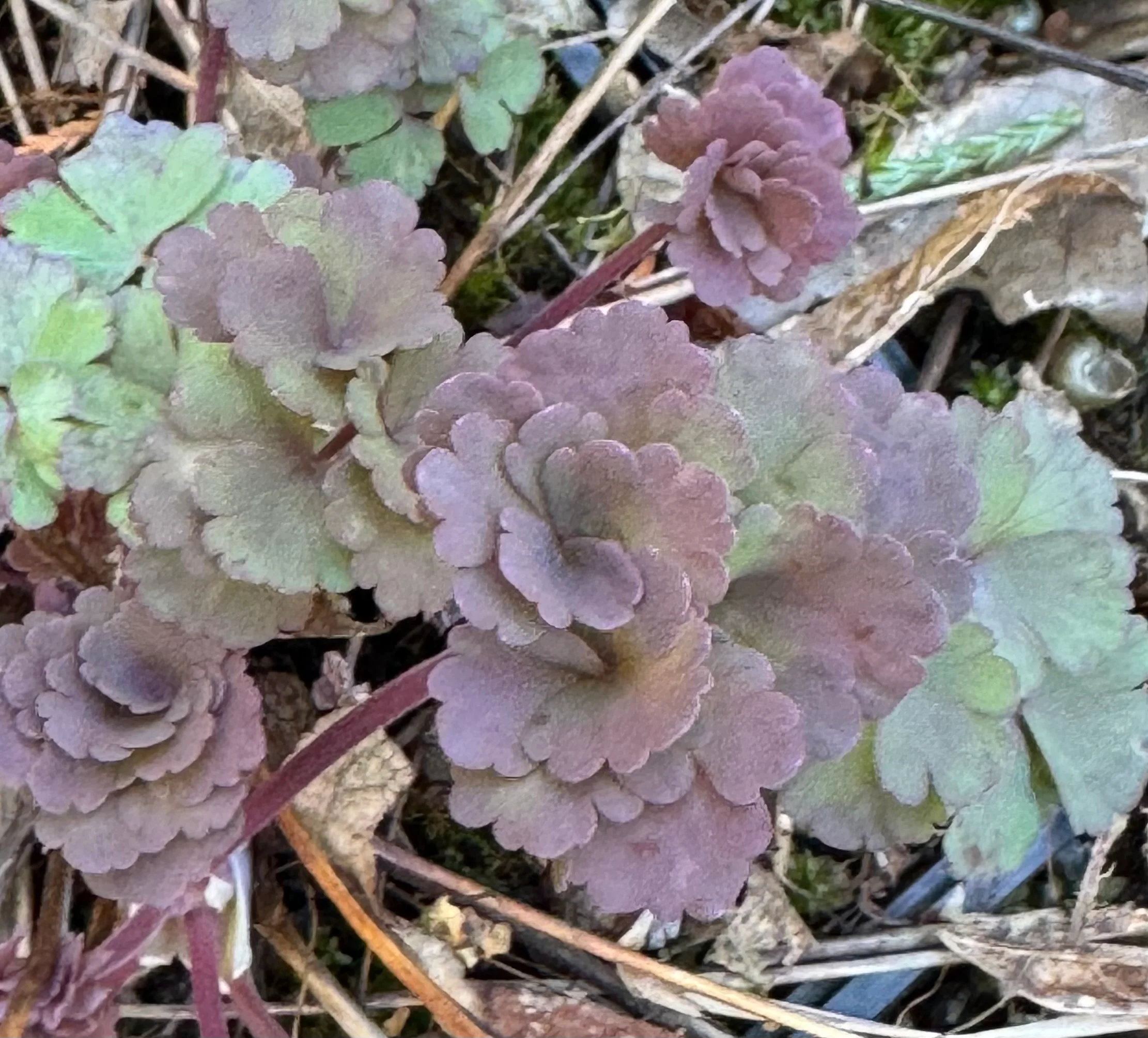 Aquilegia chrysantha 'Peach Springs'