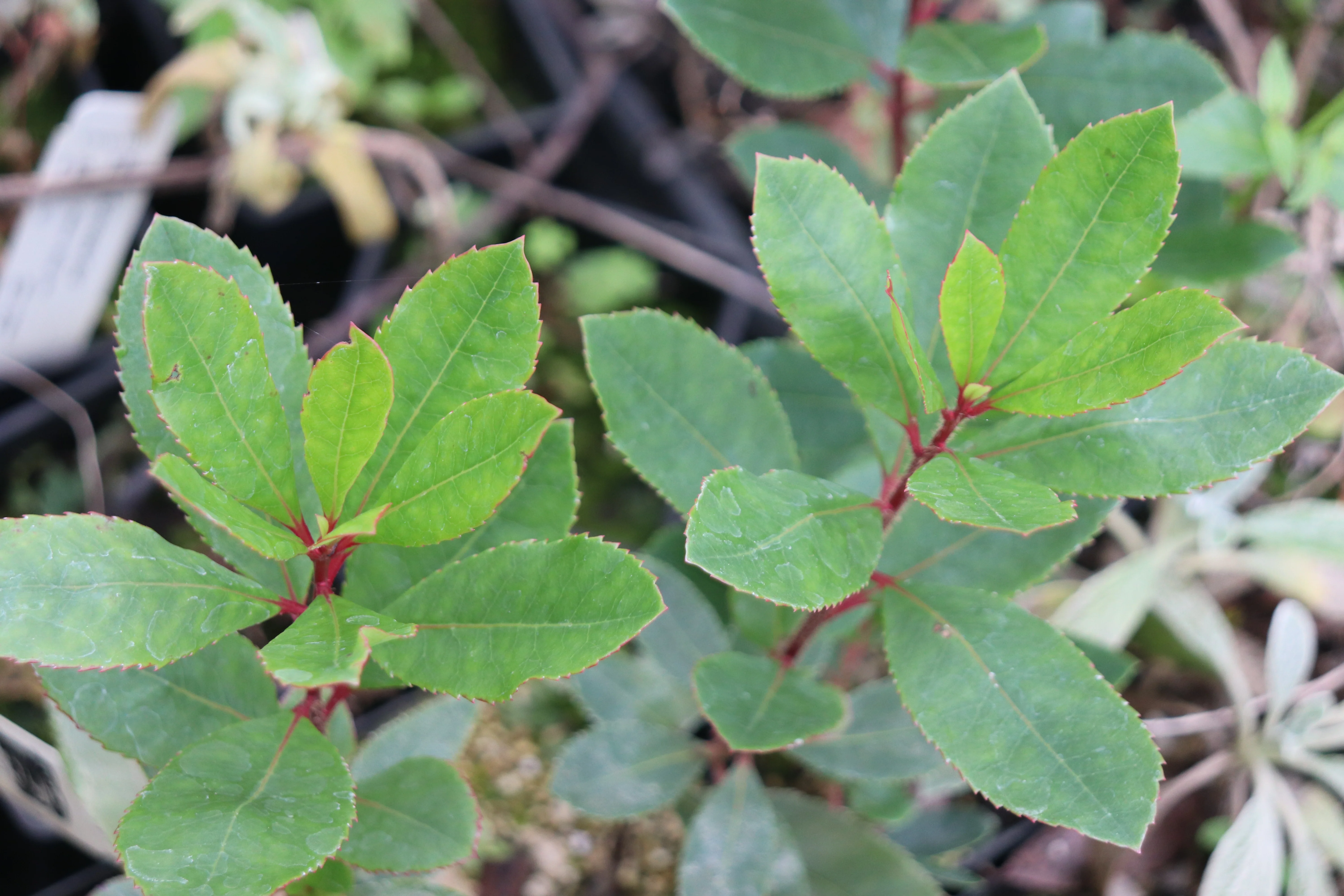 Arbutus unedo 'St. Johns' - Image 2