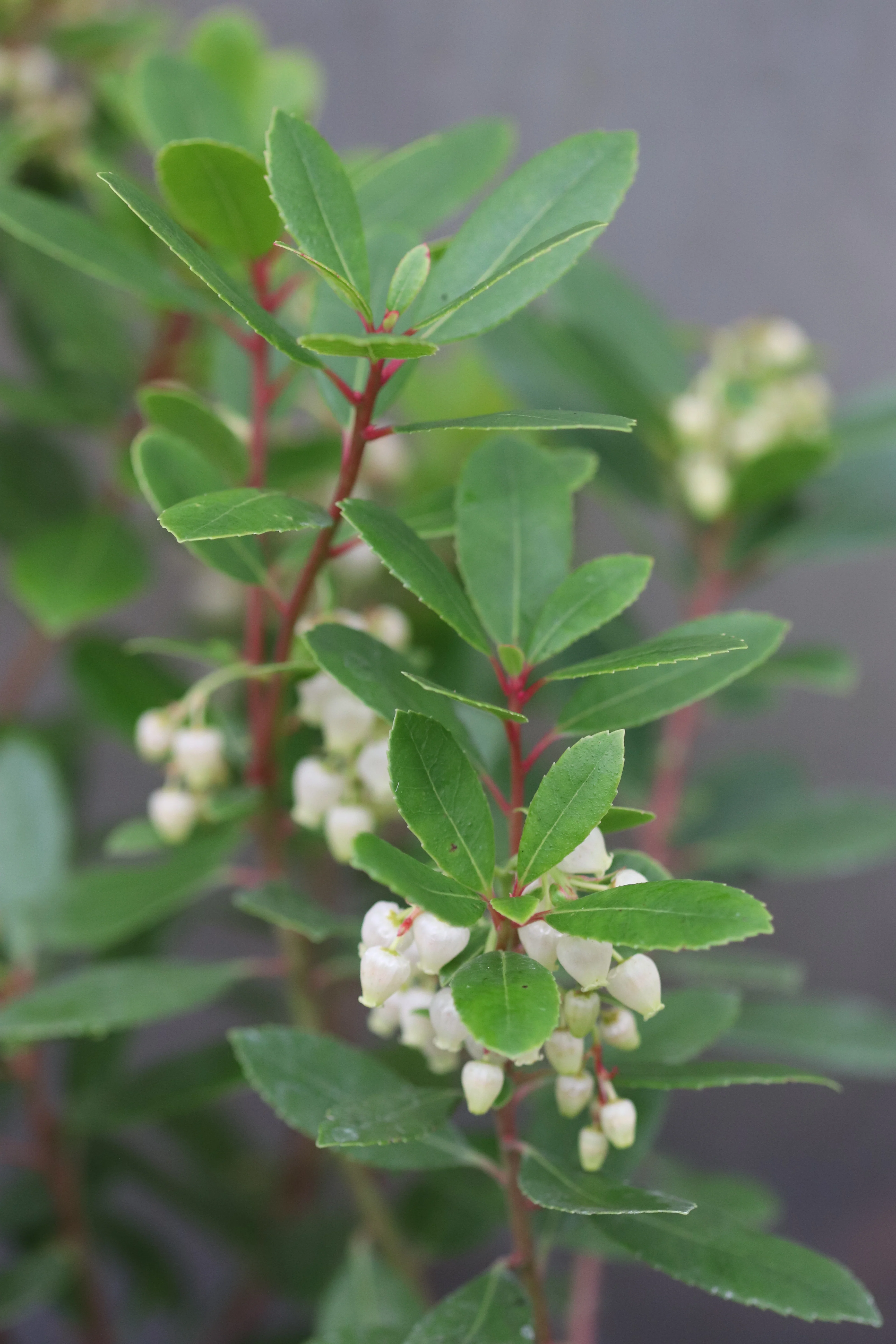 Arbutus x 'Northwood' - Image 2