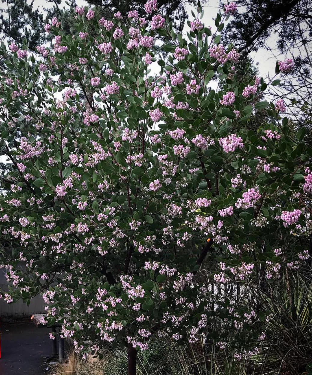 *RETAIL - Arctostaphylos 'Austin Griffiths' - Image 2
