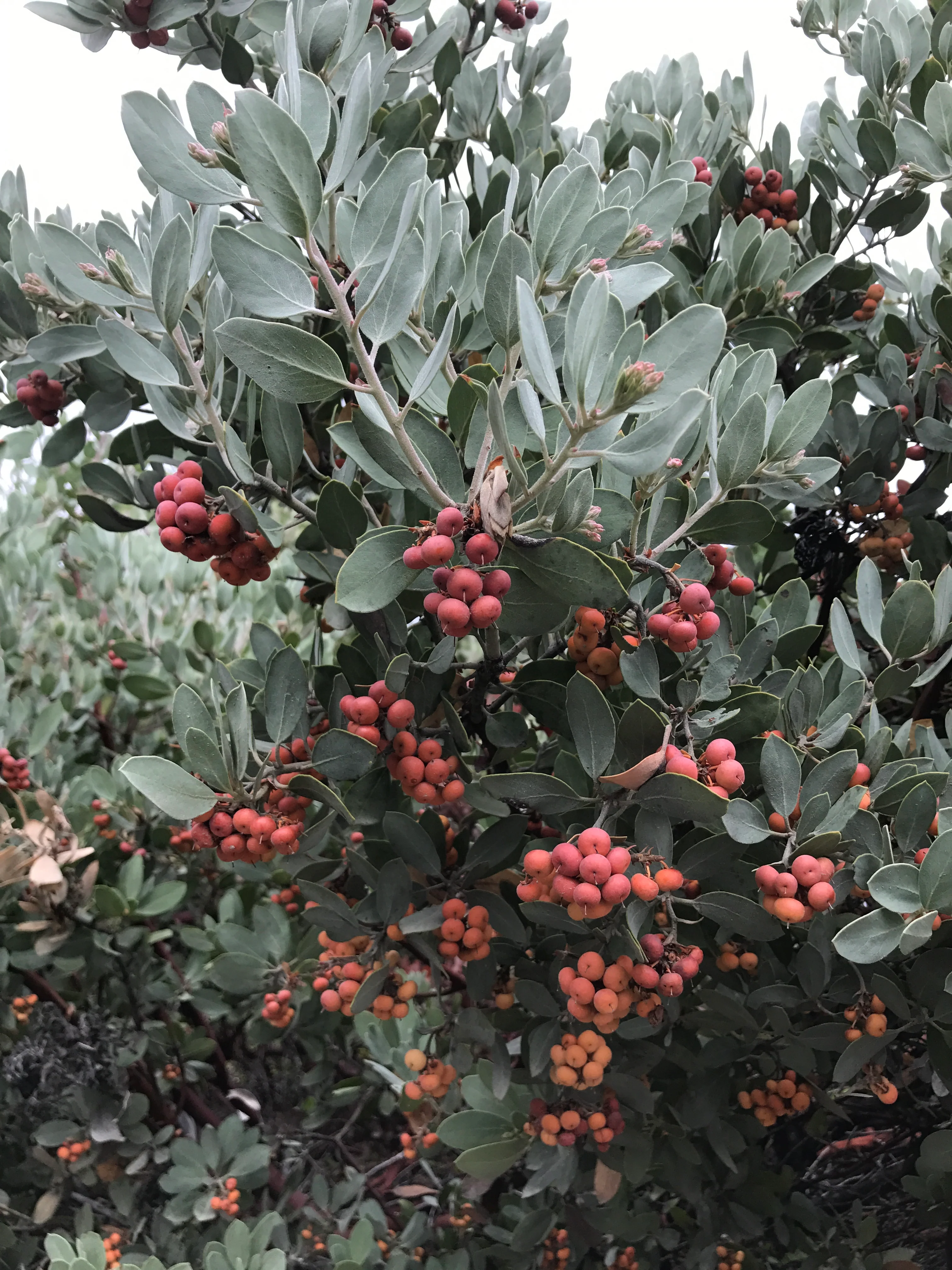 Arctostaphylos canescens 24.019
